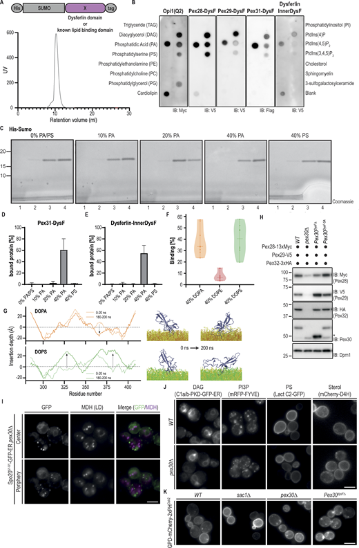 DysF domains bind PA in vitro. (A) DysF and Opi1-PA-binding domains were expressed as fusion proteins to the epitope tags indicated and were detected with antibodies against the C-terminal tag. Bottom: size-exclusion chromatogram of the His-SUMO-Pex30-DysF-HA purification run. UV in arbitrary units represents the amount of protein based on the absorbance at 280 nm. (B) Both Opi1 and DysF domains bind to PA and more weakly to phosphoinositides. Purified proteins were incubated with the indicated lipids immobilized in a nitrocellulose membrane. Proteins were expressed as a fusion protein to the epitope tags indicated and were detected with antibodies against their C-terminal tag. IB, immunoblot. (C) Liposome flotation assay of His-Sumo as described in Fig. 3 B using liposomes containing different PA or PS concentrations. On the bottom of the top fraction (1), the lipids from the liposomes can be observed. The position of molecular weight markers (in kDa) is indicated. (D) Quantification of the percentage of DysF from Pex31 cofractionating with liposomes to the top fraction of experiments described as in Fig. 3 B. The bars represent the SD. (E) Quantification of the percentage of InnerDysF from human DysF cofractionating with liposomes to the top fraction of experiments described as in Fig. 3 B. The bars represent the SD. (F) Binding of the DysF domain of Pex30 to membrane systems with 40% of DOPA, DOPE, or DOPS in CG-MD simulations. (G) Insertion depth (Å) per residue of Pex30-DysF in PA-rich (top, orange) and PS-rich (green) membranes during the first and last 20 ns of AA-MD simulations. The dotted line denotes the surface of the membrane, while arrows indicate main variations in insertion depth over time. Blue, DysF; yellow, DOPC; orange, DOPA, and green, DOPS. (H) Steady-state levels of endogenously tagged Pex28-13xMyc, Pex29-V5, and Pex32-3HA in cells with the indicated genotype. Whole-cell extracts were prepared from exponentially growing cells, separated by SDS-PAGE, and analyzed by western blotting. Pex28-13xMyc, Pex29-V5, Pex30, and Pex32-3xHA were detected with anti-Myc, anti-V5, anti-Pex30, and anti-HA, respectively. Dpm1, used as a loading control, was detected with anti-Dpm1 antibody. Pex30DysF-5A corresponds to a variant of Pex30 with alanine mutations on W298, I301, K304, F392, and Y395. *, not specific band. IB, immunoblot. The position of molecular weight markers (in kDa) is indicated. (I) Localization of Spo2051–91-GFP-ER in pex30Δ cells. Cells were analyzed in the diauxic shift after overnight growth in SC medium, and LDs were stained with the neutral lipid dye MDH. Individual Z-planes corresponding to the center and the periphery of the cell are shown. Bar, 5 µm. (J) Distribution of lipid sensors for DAG (Ca1/b-PKD-GFP-ER), PI3P (mRFP-FYVE), PS (Lact-C2-GFP), and sterol (mCherry-D4H) in WT and pex30Δ cells during the exponential phase after overnight growth in SC medium. Bar, 5 µm. (K) Distribution of the PI(4)P lipid sensor GPD-mCherry-2xPHOsh2 in cells of the indicated genotype during the exponential phase after overnight growth in SC medium. As a control, sac1Δ cells, lacking the phosphoinositide phosphatase Sac1, were analyzed. Bar, 5 µm. Source data are available for this figure: SourceData FS3.