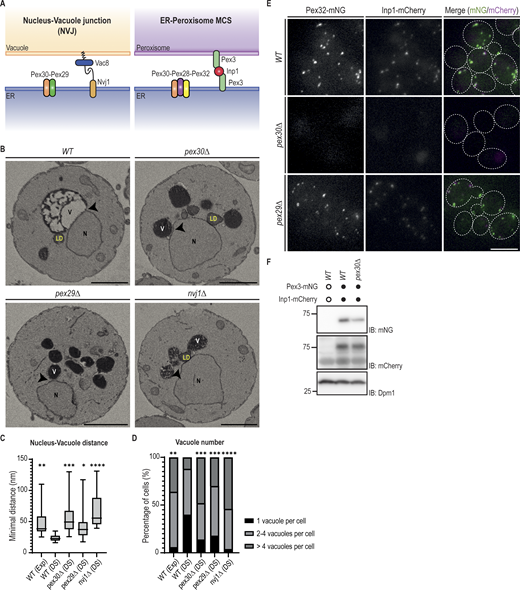 Pex30 is required for the integrity of the NVJ and ER–peroxisome MCS. (A) Schematic representation of the NVJ and the MCS between the ER and peroxisomes. Left: the Pex30–Pex29 complex accumulates at the NVJ. The binding of Nvj1 (in the ER) to Vac8 (in the vacuole) defines the prototypical NVJ tether. Right: the Pex30–Pex28-Pex32 complex accumulates at the ER–peroxisome MCS. The cytosolic protein Inp1 bridges Pex3 molecules in the ER and peroxisomes and is part of the tether between the two organelles. (B) Single Z-slices of WT, pex30Δ, pex29Δ, and nvj1Δ spheroplasts during the diauxic shift from volumes acquired using SBF-SEM 3View. The site of the minimal distance between the nucleus and the vacuole is indicated by an arrowhead. N, nucleus; V, vacuole; LD, lipid droplet; SBF-SEM, serial block-face scanning electron microscopy. Bars, 1 µm. (C) Quantification of the minimal distance between the nucleus and the closest vacuole in cells grown as in B. 20 cells per genotype and per condition were analyzed. Box and whiskers represent the distribution of the values (minimum, 25th percentile, median, 75th percentile, and maximum). Ordinary one-way ANOVA and Dunnett’s multiple comparisons were used to compare the minimal distance between the organelles with the WT (DS) condition (****, P < 0.0001; ***, P < 0.001; **, P < 0.01; *, P < 0.05). (D) Quantification of the number of vacuoles per cell, in cells treated as in B. Percentage of cells with 1, 2–4, or >4 vacuoles is indicated for each condition. 50 cells per genotype and condition were analyzed. Ordinary one-way ANOVA and Dunnett’s multiple comparisons were used to compare the percentage of cells with one vacuole with the WT (DS) condition (****, P < 0.0001; ***, P < 0.001; **, P < 0.01). (E) Localization of endogenous Pex32-mNG and Inp1-mCherry in exponentially growing cells with the indicated genotype. Bar, 5 µm. (F) Steady-state levels of endogenously tagged Pex3-mNG and Inp1-mCherry in cells with the indicated genotype. Whole-cell extracts were prepared from exponentially growing cells, separated by SDS-PAGE, and analyzed by western blotting. Pex3-mNG, Inp1-mCherry and Dpm1, used as a loading control, were detected with anti-mNG, anti-mCherry, and anti-Dpm1 antibodies, respectively. IB, immunoblot. The position of molecular weight markers (75 and 25 kDa) is shown. Source data are available for this figure: SourceData F1.