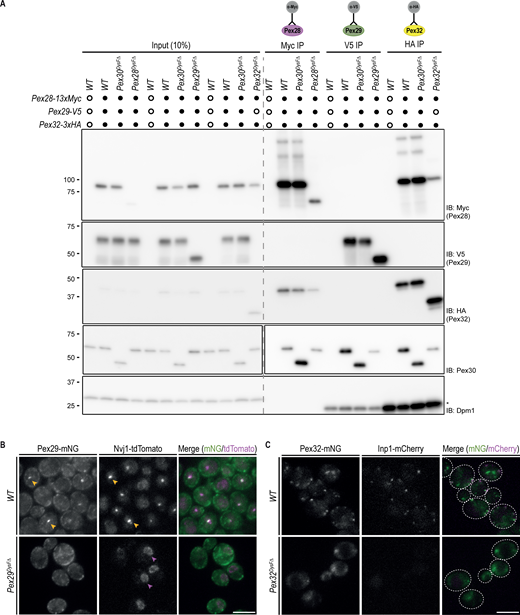DysF domains of Pex30 adaptors are also required for complex localization. (A) Crude membrane fractions of cells expressing endogenously tagged variants of Pex28-13xMyc, Pex29-V5, and Pex32-3xHA, or untagged proteins as control, were solubilized with detergent, and the extracts were subjected to immunoprecipitation (IP) with anti-Myc, V5, or HA antibodies. Eluted proteins were separated by SDS-PAGE and analyzed by western blotting. Pex28-Myc, Pex29-V5, Pex30, and Pex32-HA were detected with anti-Myc, anti-V5, anti-Pex30, and anti-HA, respectively. Dpm1, used as a loading control, was detected with anti-Dpm1 antibody. *, IgG light chain. IB, immunoblot. The position of molecular weight markers (in kDa) is indicated. (B) Localization of endogenous Pex29-mNG variants and Nvj1-tdTomato in cells during the diauxic shift. Yellow arrowheads highlight colocalization between Pex29 and Nvj1, and magenta arrowheads highlight the non-concentrated Nvj1. Bar, 5 µm. (C) Localization of endogenous Pex32-mNG variants and Inp1-mCherry in exponentially growing cells. Bar, 5 µm. Source data are available for this figure: SourceData FS2.