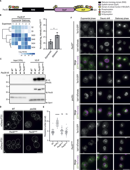 Pex30-S446 is highly phosphorylated upon the diauxic shift. (A) Distribution of the posttranslational modifications previously reported for Pex30. Check supplementary data Table S3 for details on the residues and respective studies. (B) Pex30-S446 is more phosphorylated during the stationary phase. Log2 intensity of peptides phosphorylated in distinct Pex30 residues during exponential and stationary growth phases. White represents no detection of the peptide in the sample. Right: the intensity of peptides that contained phosphorylated S446 was normalized to the amount of total Pex30 protein in the corresponding sample. The bars represent the mean and SD. Three independent experiments were conducted, and Student’s t test (two-tailed) was performed to compare the normalized intensity between conditions (*P < 0.05). (C) Pex29 interacts with Pex30 independently of its phosphorylation status. Crude membrane fractions of cells with the indicated genotypes and expressing endogenous Pex29-V5, or untagged proteins as control, were solubilized with detergent, and extracts were subjected to IP with anti-V5 antibody. Eluted proteins were separated by SDS-PAGE and analyzed by western blotting. Pex29-V5 and Pex30 were detected with anti-V5 and anti-Pex30, respectively. Dpm1, used as a loading control, was detected with anti-Dpm1 antibody. *, IgG light chain. IB, immunoblot; IP, immunoprecipitation. The position of molecular weight markers (in kDa) is indicated. (D) Distribution of peroxisomes in cells with the indicated genotype during exponential growth. Peroxisomes were labeled by the mCherry-PTS1 marker. Please note the increase of cytosolic fluorescence in the mutant cells, corresponding to non-imported mCherry-PTS1. Images correspond to maximum intensity Z-projections. Bar, 5 µm. (E) Quantification of the number of peroxisomes per cell, in cells grown as in D. Three independent experiments were analyzed (>30 cells/genotype/experiment were counted). Each dot corresponds to a cell, and the bars represent the mean and SD. Ordinary one-way ANOVA and Dunnett’s multiple comparisons were performed to compare the number of peroxisomes between mutants and the WT condition (****, P < 0.0001; ns, not significant). (F) Localization of the NVJ component Tsc13 was analyzed in cells with the indicated genotype during the exponential, diauxic shift, and stationary phases. Endogenous Tsc13 was tagged with GFP (Tsc13-GFP), and endogenously expressed Vph1-tdTomato was used as a vacuole marker. Bar, 5 µm. Source data are available for this figure: SourceData FS5.