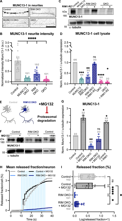 Loss of RIM increases proteasomal degradation of MUNC13. (A) Example zoom of control, MUNC13 DKO, RIM DKO, and QKO neurites labeled with MUNC13-1. Scale bar = 20 μm. (B) Mean intensity of MUNC13-1 in neurites depicted in A. Signal was normalized to control levels. One-way ANOVA with Dunnett’s correction: ****P < 0.0001. n/N represents number of single neuron observations (n) and independent experiments (N). (C) Immunoblot labeled for MUNC13-1 in control, MUNC13 DKO and RIM DKO, and QKO with and without RIM1-RZ whole cell lysates. Blots were probed for α-tubulin (bottom) to control for protein loading. (D) Mean intensity of MUNC13-1 immunoblot signal shown in C. Signal was first normalized to α-tubulin signal from the same lane and then normalized to the control signal. n/N represents number of single neuron observations (n) and independent experiments (N). One sample t test: ***P = 0.0002. **P = 0.0011. ns, P = 0.3027. ****P < 0.0001. *P = 0.0246. (E) Illustration of the experimental workflow. Control and RIM DKO neurons were used to test the effect of proteasome inhibition on MUNC13-1 levels and DCV exocytosis. (F) Immunoblot labeled for MUNC13-1 (top) and α-tubulin (bottom) in control and RIM DKO lysates. 10 μM MG132 was added to control or RIM DKO neurons for 6 h before lysing cells. (G) Mean intensity of MUNC13-1 immunoblot signal. Signal was first normalized to α-tubulin signal from the same lane and then normalized to the control signal. n/N represents number of single neuron observations (n) and independent experiments (N). One sample t test: *P (control + MG132) = 0.0143. *P (RIM DKO) = 0.0145. ns, P = 0.3352. *P (control + RIM1) = 0.0476. (H and I) DCV exocytosis analysis of control neurons (grey), control + MG132 (dotted grey), RIM DKO (blue), and RIM DKO + MG132 (dotted dark blue) neurons. (H) Cumulative plot of mean released fraction of DCVs per cell. (I) Boxplot with Tukey whiskers showing release fraction of DCVs per condition. Horizontal line indicates median, and cross indicates mean. n/N represents number of single neuron observations (n) and independent experiments (N). Individual neurons are represented as dots. Kruskal–Wallis test with Dunn’s correction: control versus control + MG132: ns, P > 0.9999. Control + MG132 versus RIM DKO: ****P < 0.0001. Control + MG132 versus RIM DKO + MG132: *P = 0.0268. RIM DKO versus RIM DKO + MG132: *P = 0.0469. Additional statistical comparisons not depicted in figure: Control versus RIM DKO: ****P < 0.0001. Control versus RIM DKO + MG132: ***P = 0.0001. Source data are available for this figure: SourceData F4.