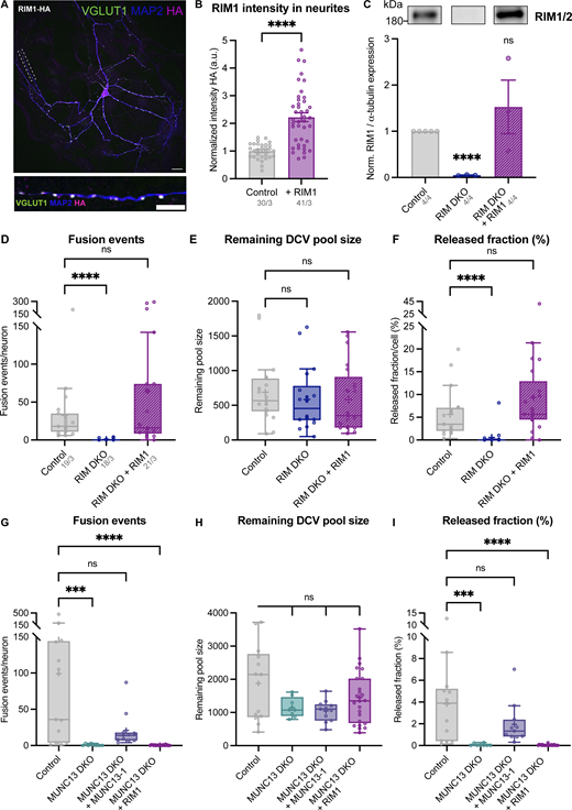 RIM1 rescue construct validation and extra exocytosis parameters belonging toFig. 2. (A) Representative composite confocal image of a single hippocampal neuron (DIV14) expressing RIM1-HA, immunostained for MAP2 (blue), VGLUT1 (green), and HA (magenta). (B) Mean intensity of RIM1-HA in neurites depicted in A. Signal was normalized to control levels. Mann–Whitney test: ****P < 0.0001. n/N represents number of single neuron observations (n) and independent experiments (N). (C) Top: Immunoblot labeled for RIM1 (left) in control, RIM DKO, and RIM DKO infected with RIM1-HA (whole cell lysates). Bottom: Mean intensity of RIM immunoblot signal. Signal was first normalized to α-tubulin signal from the same lane and then normalized to the control signal. One sample t test: ****P < 0.0001. ns, P = 0.4608. (D–F) DCV exocytosis analysis of control (grey) RIM DKO (dark blue) and RIM DKO rescued with RIM1-HA (purple) neurons. Boxplot with Tukey whiskers showing (D) total fusion events per neurons, (E) total remaining DCV pool, and (F) release fraction of DCVs per condition. Horizontal line indicates median, and cross indicates mean. n/N in D represents number of single neuron observations (n) and independent experiments (N) (same for D–F). Individual neurons are represented as dots. Kruskal–Wallis test with Dunn’s correction: ****P < 0.0001. ns (A), P >0.9999. ns (B, control versus RIM DKO), P = 0.7383. ns (B, control versus RIM DKO + RIM1), P = 0.5280. ns (C), P = 0.7233. (G–I) DCV exocytosis analysis of control (grey), MUNC13 DKO (teal) with MUNC13-1 rescue construct (blue), and RIM1 rescue construct (dark purple). MUNC13-2 KO neurons (MUNC13-1 WT; MUNC13-2 KO) were used as control. Boxplot with Tukey whiskers showing (G) total number of fusion events per neuron, (H) remaining DCV pool, and (I) release fraction of DCVs per condition. Horizontal line indicates median, and cross indicates mean. n/N represents number of single neuron observations (n) and independent experiments (N) (same as Fig. 2). Individual neurons are represented as dots. Kruskal–Wallis test with Dunn’s correction: ns (A), P > 0.9999. ***P = 0.0002. ****P < 0.0001. ns (B, control versus MUNC13 DKO), P = 0.8495. ns (B, control versus MUNC13 DKO + MUNC13-1), P = 0.3183. ns (B, control versus MUNC13 DKO + RIM1), P > 0.9999. ns (C), P > 0.9999. Source data are available for this figure: SourceData FS3.