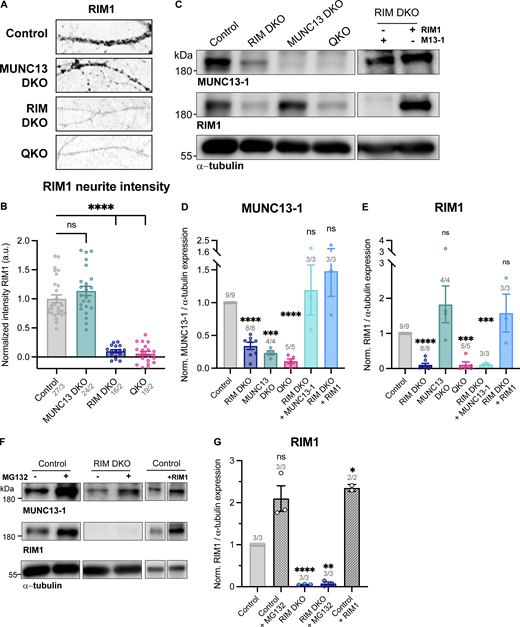 RIM expression levels are unaffected in MUNC13 DKO. (A) Example zoom of control, MUNC13 DKO, RIM DKO, and QKO neurites labeled with RIM. Scalebar = 20 μm. (B) Mean intensity of RIM1 in neurites depicted in A. Signal was normalized to control levels. One-way ANOVA with Dunnett’s correction: ****P < 0.0001. ns, P = 0.2691. (C) Immunoblot labeled for MUNC13-1 (top) and RIM1 (middle) in control, MUNC13 DKO, RIM DKO, and QKO whole cell lysates. In RIM DKO neurons, the RIM1 rescue construct was added at DIV1. (D) Mean intensity of MUNC13-1 immunoblot signal. Signal was first normalized to α-tubulin signal from the same lane and then normalized to the control signal. One sample t test: ****P < 0.0001. ***P = 0.0002. ns (control versus RIM DKO + RIM1), P = 0.3378. ns (control versus RIM DKO + MUNC13-1), P = 0.6653. (E) Mean intensity of RIM1 immunoblot signal. Signal was first normalized to α-tubulin signal from the same lane and then normalized to the control signal. One sample t test: ****P < 0.0001. ns, P = 0.2135. ***P (control versus QKO) = 0.0004. ***P (control versus RIM DKO + MUNC13-1) = 0.0008. ns (control versus RIM DKO + RIM1), P = 0.3964. (F) Immunoblot labeled for MUNC13-1 (top), RIM1 (middle), and α-tubulin (bottom) in control and RIM DKO lysates. 10 μM MG132 was added to control or RIM DKO neurons for 6 h before lysing cells. (G) Mean intensity of RIM1 immunoblot signal. Signal was first normalized to α-tubulin signal from the same lane and then normalized to the control signal. One sample t test: ns, P = 0.0688. ****P < 0.0001. **P = 0.0015. Source data are available for this figure: SourceData FS6.