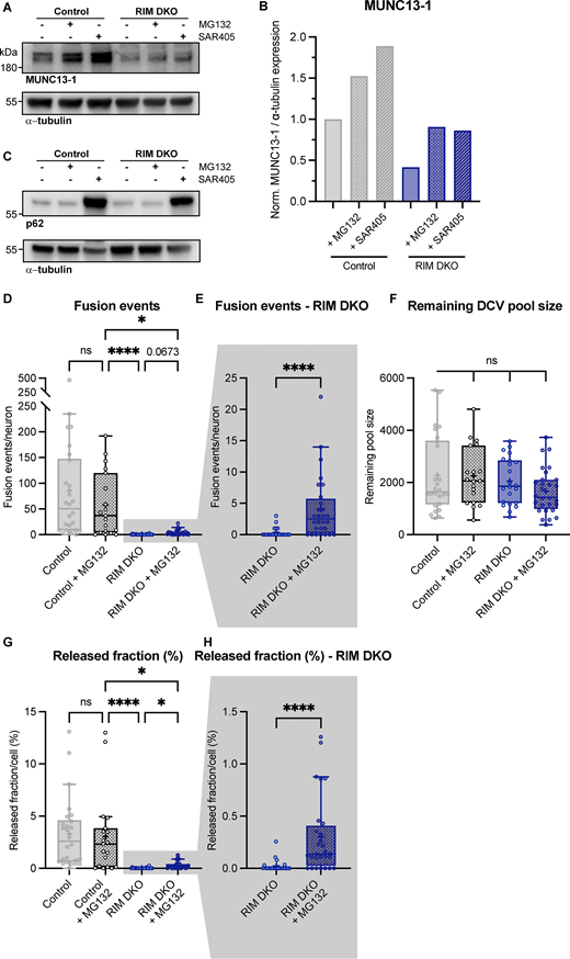 MUNC13-1 levels increase upon inhibition of autophagy and extra exocytosis parameters belonging toFig. 4. (A) Immunoblot labeled for MUNC13-1 (top) and α-tubulin (bottom) in control and RIM DKO lysates. 10 μM MG132 or 5 μM SAR405 was added to control and RIM DKO neurons for 6 or 24 h, respectively. (B) Mean intensity of MUNC13-1 signal. Signal was first normalized to α-tubulin signal from the same lane and then normalized to the control signal. N = 1. (C) Immunoblot labeled for p62 (top) and α-tubulin (bottom). Increase in p62 signal indicates successful inhibition of autophagy. (D–H) DCV exocytosis analysis of control neurons (grey), control + MG132 (dotted grey), RIM DKO (blue), and RIM DKO + MG132 (dotted dark blue) neurons. Boxplot with Tukey whiskers showing (D and E) total fusion events per neuron, (F) remaining DCV pool size, and (G and H) release fraction of DCVs per condition. Horizontal line indicates median, and cross indicates mean. n/N represents number of single neuron observations (n) and independent experiments (N), same as in Fig. 4. (D) Kruskal–Wallis with Dunn’s correction: control versus control + MG132: ns, P > 0.9999. Control + MG132 versus RIM DKO: ****P < 0.0001. Control + MG132 versus RIM DKO + MG132: *P = 0.0158. RIM DKO versus RIM DKO + MG132: ns, P = 0.0673. Additional statistical comparisons not depicted in figure: control versus RIM DKO: ****P < 0.0001. Control versus RIM DKO + MG132: ****P > 0.0001. (E) Mann–Whitney test: ****P > 0.0001. (F) Kruskal–Wallis with Dunn’s correction: all comparisons P > 0.9999. (G) Kruskal–Wallis with Dunn’s correction: control versus control + MG132: ns, P > 0.9999. Control + MG132 versus RIM DKO: ****P < 0.0001. Control + MG132 versus RIM DKO + MG132: *P = 0.0268. RIM DKO versus RIM DKO + MG132: *P = 0.0469. Additional statistical comparisons not depicted in figure: control versus RIM DKO: ****P < 0.0001. Control versus RIM DKO + MG132: ***P = 0.0001. (H) Mann–Whitney test: ****P = 0.0001. Source data are available for this figure: SourceData FS7. Refer to the image caption for details.
