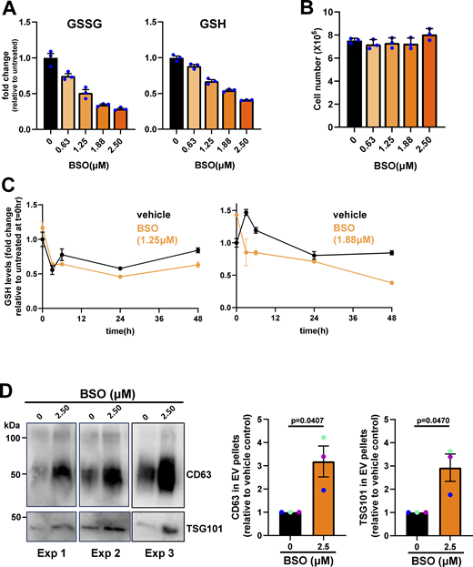 Treatment of parental (P) cells with BSO. (A–D) Parental (P) cells were incubated with the indicated concentrations of BSO for 24 h (A and B), 48 h (D), or for the indicated times (C). Following this, cell-conditioned medium was collected for isolation of sEVs by differential centrifugation (D), and the cells lysed for determination of intracellular metabolites by LC-MS (A and C). Levels of oxidized (GSSG) and reduced (GSH) glutathione are expressed as fold change relative to untreated cells (A and C), and the total number of cells was determined (B). Values in A–C are mean ± SEM, three technical replicates per condition. The CD63 and TSG101 content of EV pellets from untreated or BSO-treated (2.5 μM) P cells was determined by western blotting. Each western blot represents an individual experiment. CD63 levels in EV pellets were quantified as for Fig. 5 B, and values represent mean ± SEM, n = 3 independent experiments (each colored dot represents an individual experiment); data were analyzed by paired t test. Source data are available for this figure: SourceData FS2.