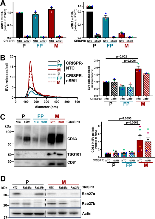 Validation of CRISPR disruption of nSMases and Rab27s and EV release from nSMase-1 CRISPR cells. (A) Parental (P), FP, and micrometastatic (M) cells in which nSMase1 (nSM1) or nSMase2 (nSM2) were disrupted by CRISPR were lysed. Levels of mRNA-encoding nSM1 (left graph) or nSM2 (right graph) were determined using qPCR. All data were normalized to ARPP P0 and presented relative to expression in parental NTC cells; values are mean ± SEM, n = 3, colored dots are independent experiments. (B and C) Parental (P), FP, or micrometastatic (M) cells were transduced with a lentiviral vector bearing gRNAs recognizing non-targeting sequences (CRISPR-NTC) or sequences targeting nSMase1 (CRISPR-nSM1). EVs were purified from conditioned medium collected over a 48-h period and analyzed using nanoparticle tracking (B) as for Fig. 5 A, and levels of CD63 in EV pellets were determined by western blotting (C) as for Fig. 5 B. Values are mean ± SEM, one-way ANOVA, with Tukey’s multiple comparison, n = 3 (B), n = 6 (C), colored dots are independent experiments. (D) Western blotting was used to determine levels of Rab27a and Rab27b in parental (P) and micrometastatic (M) cells in which the genes for the Rab GTPases were disrupted using CRISPR. Actin is used as loading control. Source data are available for this figure: SourceData FS3. Refer to the image caption for details.