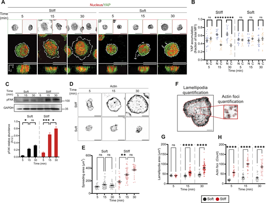 The stiffness of the antigen-presenting surfaces regulates actin remodeling and mechanotransduction pathways in B cells. (A) Representative images of fixed B cells seeded over stiff or soft substrates containing BCR+ ligands at different activation times. YAP is shown in green, the nucleus in red (Hoechst). (B) Quantification of nuclear or cytoplasmic accumulation of YAP from cells in A. The distribution index (y axis) indicates the fraction of YAP fluorescence in the nucleus (N) or the cytoplasm (C), excluding the nucleus, with respect to the total area of the cell. (C) Western blot analysis of phosphorylated FAK (pFAK) in B cells activated on soft or stiff substrates for different time points. Bottom: Quantification of pFAK shows significantly higher levels in B cells activated on stiff substrates. (D) Representative images of B cells seeded over stiff or soft substrates containing BCR+ ligands at different activation times. Actin (phalloidin) is shown on a gray scale. (E) Quantification of cell spreading areas. (F) Representative selection of lamellipodia and actin foci used for quantification. (G and H) Results are shown in G and H. For every experiment, shown data consider n > 20 cells pooled from N = 3 independent experiments. Scale bars are 10 μm. Two-way ANOVA with Sidak’s multiple comparison test. P values illustrated with asterisks are ** <0.01, *** <0.001, and **** <0.0001. Error bars are mean ± SEM. Source data are available for this figure: SourceData F1. Refer to the image caption for details.