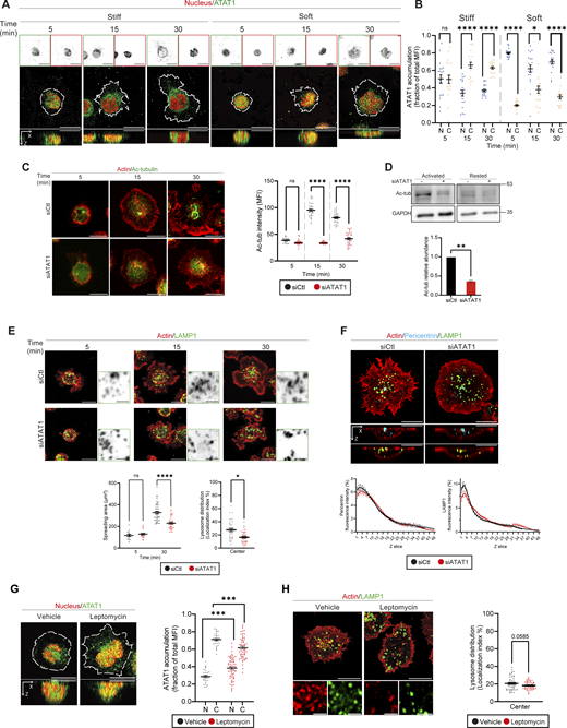 Mechanotransduction regulates the localization of ATAT1 and controls lysosome positioning at the IS. (A) Representative images of fixed B cells seeded on stiff or soft substrates containing BCR+ ligands for different time points. ATAT1 is shown in green, the nucleus in red (Hoechst), and the cell border (white dashed outline) was defined by F-actin phalloidin staining. Scale bar: 10 μm. (B) Quantification of nuclear and cytoplasmic ATAT1 accumulation from the cells in A. The distribution index (y axis) represents the fraction of ATAT1 fluorescence in the nucleus (N, blue) or the cytoplasm (C, excluding the nucleus, gold) relative to the total cell area. (C) Representative images of control (siCTL) or ATAT1-silenced (siATAT1) B cells seeded on glass coverslips containing BCR+ ligands for different time points. F-actin is shown in red, Ac-Tub is shown in green, and Ac-Tub density was calculated based on MFI at the IS for the images in C. (D) Western blot showing Ac-Tub and GAPDH from control or siATAT1 cells under activated (30 min) and resting conditions. Quantification is shown in the graph below. (E and F) Representative images of control (siCTL) or ATAT1-silenced (siATAT1) activated as in C. LAMP1 is shown in green, F- actin in red (phalloidin), and pericentrin (F) in cyan. Insets highlight the central pool of lysosomes, shown in grayscale. Graphs below show the quantification of cell spreading areas and LAMP1+ lysosome accumulation at the IS center of B cells activated during 30 min, from cells represented in E. Z-scan profiles are shown from cells analyzed in F. (G and H) Representative images of B cells preincubated with vehicle (EtOH) or LMB and activated for 30 min on glass slides. In G ATAT1 is shown in green, the nucleus in red (Hoechst), and the cell border (white dashed outline), defined by actin staining. Graph shows ATAT1 density in the cytoplasm and nucleus, calculated based on MFI. (H) Cells were stained for LAMP1 and actin. Graph shows LAMP1+ lysosome accumulation at the IS center of B cells activated during 30 min. Data consider n ≥ 30 cells pooled from N = 3 independent experiments. Scale bars are 10 μm. Inset scale bars are 2 μm. (B, C, and E) (Right), G: Two-way ANOVA with Sidak’s multiple comparison test. (E) (Left), H: t test. P values illustrated with asterisks are * <0.05, ** <0.01, *** <0.001, and **** <0.0001. Error bars are mean ± SEM. Source data are available for this figure: SourceData F4. Refer to the image caption for details.