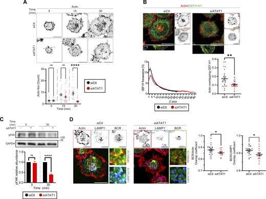 ATAT1 regulates the formation of actin foci and organization of the BCR at the IS. Representative images of control (siCTL) or ATAT1-silenced (siATAT1) B cells seeded on glass coverslips containing BCR+ ligands for different time points and stained for actin (grayscale). Quantification of actin foci at each time point shows a significant reduction in siATAT1 cells at 30 min (bottom panel). (B) Top: Representative images of control and ATAT1-silenced B cells seeded on glass coverslips containing BCR+ ligands activated for 30 min, stained for actin (red) and GEF-H1 (green). Lower panels: Z-scan fluorescence profile of GEF-H1 (left) and quantification of actin-GEF-H1 overlap revealing a significant reduction upon ATAT1 silencing (right). (C) Top: Western blot analysis of phosphorylated FAK (pFAK) at 5 and 30 min in siCTL and siATAT1 B cells. Bottom: Quantification shows a significant reduction in pFAK levels at 30 min in ATAT1-silenced cell. (D) Representative images of B cells stained for actin (red), lysosomes (LAMP1, blue), and the BCR ( green) in siCTL and siATAT1 B cells activated for 30 min on glass coverslips containing BCR+ ligands. Graphs show quantification of BCR-actin and BCR-LAMP1 colocalization of images from D. Data consider n ≥ 30 cells pooled from N = 3 independent experiments. Scale bars are 10 μm. Inset scale bars are 2 μm. (A and C): Two-way ANOVA with Sidak’s multiple comparison test. (B and D): t test. P values illustrated with asterisks are * <0.05, ** <0.01, *** <0.001, and **** <0.0001. Error bars are mean ± SEM. Source data are available for this figure: SourceData F5. Refer to the image caption for details.