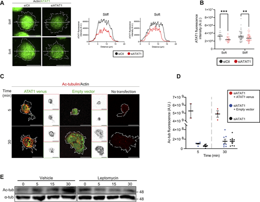 Efficient silencing of ATAT1 in B cells, followed by rescue of its expression, restores tubulin acetylation, whereas leptomycin-treated B cells display reduced tubulin acetylation. (A) Left: Representative confocal images of control (siCtl) or ATAT1-silenced (siATAT1) B cells transfected, activated on stiff or soft substrates, and stained for ATAT1 (green). White outlines indicate cell contours, obtained by F-actin staining. Right: Line-scan profiles of ATAT1 fluorescence intensity across the cell diameter. (B) Quantification of ATAT1 fluorescence intensity from cells shown in A. (C) Representative confocal images of siATAT1 B cells expressing ATAT1-venus, empty vector, or non-transfected cells, activated on glass slides coated with BCR+ ligands for 5 and 10 min. (D) Quantification of Ac-Tub fluorescence intensity from cells shown in C. (E) Western blot of Ac-Tub and α-Tub (loading control) in B cells activated for 0, 5, 15, or 30 min in the presence of vehicle (EtOH) or LMB. Shown data consider n ≥ 30 cells pooled from N = 3 independent experiments. Scale bars are 10 μm. Two-way ANOVA with Sidak’s multiple comparison test. P values illustrated with asterisks are ** <0.01 and *** <0.001. Source data are available for this figure: SourceData FS4. Refer to the image caption for details.
