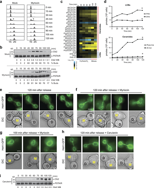 LCB synthesis takes place upon entry into the cell cycle. (a) DNA content of yeast cells (n = 30,000) after release from a pheromone-induced G1 arrest without or with myriocin (2.5 µM) at indicated time points. The asterisk denotes the beginning of the S phase. (b) Western blot analysis of mitotic Clb2 levels after release from G1 arrest. The PSTAIR antibody was used as a loading control. Relative levels of Clb2 quantified with ImageJ are shown under the western mages. The percentage of budded cells quantified by visual inspection of DIC images are shown below (n = 200). (c) HPLC-MS/MS analysis of LCB and ceramides in yeast cells harvested at indicated time points after release from a G1 arrest. Log2 ratios of the lipid levels relative to time 0 min are shown. Columns represent experiments, and rows represent lipid species. Cer, ceramide; dh, dihydro; DHS, dihydrosphingosine; PHS, phytosphingosine. (d) Plots of the total lipid classes as a function of time of the lipidome data presented in Fig. 2 c. *P < 1 e-40, paired t test comparison with time 0 min. (e and f) Live-cell microscopy of yeast cells expressing Heh1-GFP 120 min after the release from the G1 arrest in the minimal media without (e) or with (f) 2.5 µM myriocin. Scale bar, 2 µm. Mother cells show a shmoo from the G1 arrest and are labeled M. Daughter cells are labeled D. (g) Live-cell microscopy of yeast cells expressing Heh1-GFP 100 min after the release before anaphase from the G1 arrest in minimal media with 2.5 µM myriocin shows no defects. (h) Live-cell microscopy of yeast cells expressing Heh1-GFP 120 min after the release before anaphase from the G1 arrest in minimal media with 10 µM cerulenin. (i) Western blot analysis of mitotic Clb2 levels after release from G1 arrest in the presence of 10 µM cerulenin. The PSTAIR antibody was used as a loading control. Relative levels of Clb2 quantified with ImageJ are shown. HPLC-MS/MS, high-performance liquid chromatography–tandem mass spectrometry. Source data are available for this figure: SourceData F4. Refer to the image caption for details.