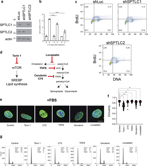 Inhibition of SPT disrupts nuclear morphology in human cells. (a) Western blot of SPT subunits in RPE-1 upon their knockdown for 48 h. (b) Cell proliferation of RPE-1 upon knockdown of SPTLC1 or SPTLC2. Error bars represent standard deviations (n = 3). *P < 1e-4, one-way ANOVA. (c) FACS profiles of cells stained with BrdU upon knockdown of SPTLC1 or SPTLC2. (d) Schematic of target enzymes by the different drugs used in our experiments. (e) Representative images of RPE-1 cells in media containing 10% FBS in the presence of 250 nM Torin, 10 µM TOFA, 10 µM cerulenin, 40 µM C75, or 1 µM lovastatin. Blue, Hoechst 33342 (DNA); green, anti-lamin B1 (NE). Scale bar, 5 µm. (f) Circularity of 200 nuclei for each condition in Fig. S3 e. (g) FACS profiles of cells in each condition in Fig. S3 e. Source data are available for this figure: SourceData FS3. Refer to the image caption for details.