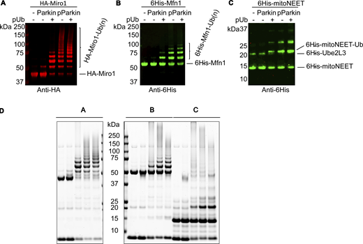 Figure S1. Refer to the image caption for details.