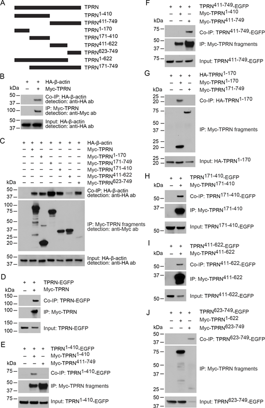 Figure 4. Refer to the image caption for details.