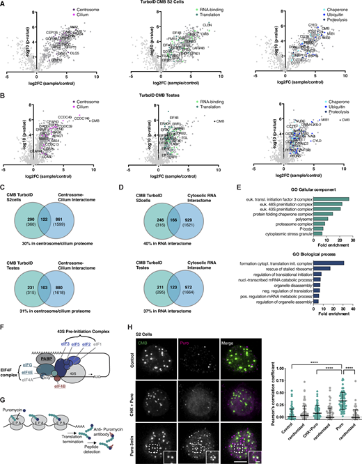 CMB is associated with protein synthesis in Drosophila. (A and B) Direct TurboID of CMB in S2 cells (cytosolic fraction, A) and indirect, GFP nanobody–targeted TurboID in fly testes (B) identify centrosomal (magenta) and ciliary proteins (pink), RNA-binding proteins (light green), and proteins involved in translation (dark green), chaperone-mediated protein folding (light blue), ubiquitination (blue), and proteolysis (dark blue). Volcano plots of −log10 P values against log2 fold change (sample/control). Significantly enriched proteins (log2 enrichment >1, P <0.05) are indicated in dark gray, with proteins of the above functional categories highlighted in color. See also Table S2 B and D. (C) Venn diagrams showing the overlap between CMB S2 cell and testis TurboID interactomes and human centrosome/cilium proteome defined by Gupta et al. (2015). Comparison of those proteins conserved between human and flies. Numbers in parentheses are total number in each dataset. See also Table S2 E. (D) Venn diagrams showing an overlap between CMB S2 cell and testis TurboID interactomes and cytosolic RNA interactomes defined by Youn et al. (2018). Comparison of those proteins conserved between human and flies. Numbers in parentheses are total number in each dataset. See also Table S2 E. (E) GO enrichment analysis performed on human orthologs of the CMB TurboID testis dataset. The top eight terms and their fold enrichments are shown for the GO categories cellular component and biological process. (F) Schematic of eukaryotic translation initiation (Jackson et al., 2010). The 43S-preinitiation complex is recruited to the mRNA by the EIF4F complex through interaction of EIF4G with eIF3. Components identified in the CMB interactome are highlighted in bold. (G) Schematic of the puromycin labeling assay. Puromycin mimics tyrosyl-tRNAs and binds the ribosomal acceptor site, blocking translation. Nascent peptide chains labeled with puromycin (puromycylated) are released into the cytoplasm and can be detected using antibodies against puromycin. (H) Puromycin labeling performed in Drosophila S2 cells. Puromycin labels CMB foci in the cytoplasm after brief incubation with puromycin. No signal is detected in control cells or cells pretreated with cycloheximide before the addition of puromycin. Colocalization of CMB and puromycin label was quantified by Pearson’s correlation coefficient analysis. To exclude random colocalization, distribution was compared with randomized controls (see Materials and methods). Error bars are the mean ± SD. N = 70 cells per condition. A Kruskal–Wallis test followed by Dunn’s multiple comparisons test was used to assess statistical significance; ****P < 0.0001. Scale bars, 5 µm (H), 1 µm (H, insets). See also Fig. S4.