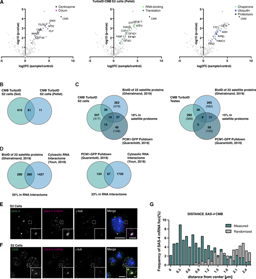 Further analysis of CMB proximity interactome, related toFig. 4. (A) Results of direct TurboID performed on CMB S2 cells (detergent-insoluble cytoskeletal fraction). LC-MS/MS analysis reveals centrosomal proteins (magenta), RNA-binding proteins (light green), and proteins involved in translation (dark green), chaperone-mediated protein folding (light blue), ubiquitination (blue), and proteolysis (dark blue). Volcano plots of −log10 P values against log2 fold change (sample/control). Significantly enriched proteins (log2 enrichment >1, P <0.05) are indicated in dark gray, with proteins of the above functional categories highlighted in color. See also Table S2 C. (B) Venn diagram revealing a significant overlap between CMB proximity interactome obtained from detergent-soluble (cytoplasmic) and detergent-insoluble (cytoskeletal) fractions of S2 cell extracts. See also Table S2 E. (C) Comparison of CMB S2 cell and testis TurboID interactomes with previous published datasets for centriolar satellites: the BioID of 22 satellite proteins mapped by Gheiratmand et al. (2019) and the PCM1-GFP pulldown performed by Quarantotti et al. (2019). Comparison of those proteins conserved between humans and flies. Numbers in parentheses are total number in each dataset. See also Table S2 E. (D) Comparison of BioID of 22 satellite proteins mapped by Gheiratmand et al. (2019) and PCM1-GFP pulldown performed by Quarantotti et al. (2019) with cytosolic RNA interactome defined by Youn et al. (2018). See also Table S2 F. (E) Single-molecule fluorescence hybridization (smFISH) combined with immunofluorescence microscopy shows Sas-4 mRNA colocalizing with nascent SAS-4 protein in the cytoplasm of S2 cells. (F and G) smFISH combined with immunofluorescence microscopy in S2 cells. Immunofluorescence micrographs (F) and corresponding quantitation (G). Sas-4 mRNA localizes in the vicinity of CMB foci. To exclude random colocalization/proximity, distribution was compared with randomized controls. N = 109 cells. Scale bars, 5 µm (E), 10 µm (F), 1 µm (E and F, insets).