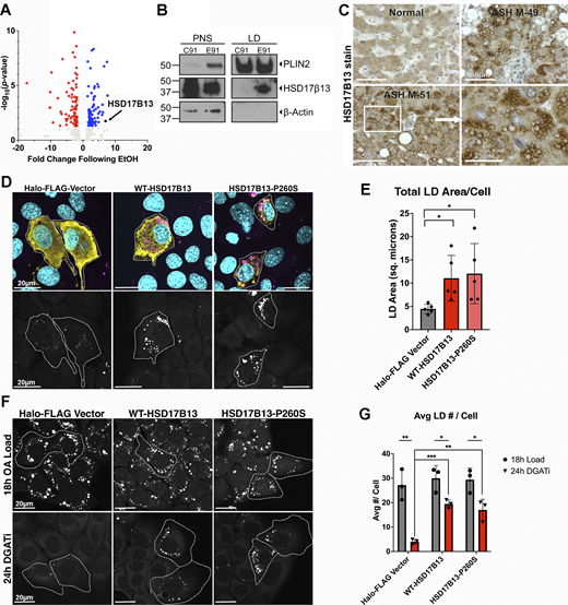 Figure 2. Refer to the image caption for details.
