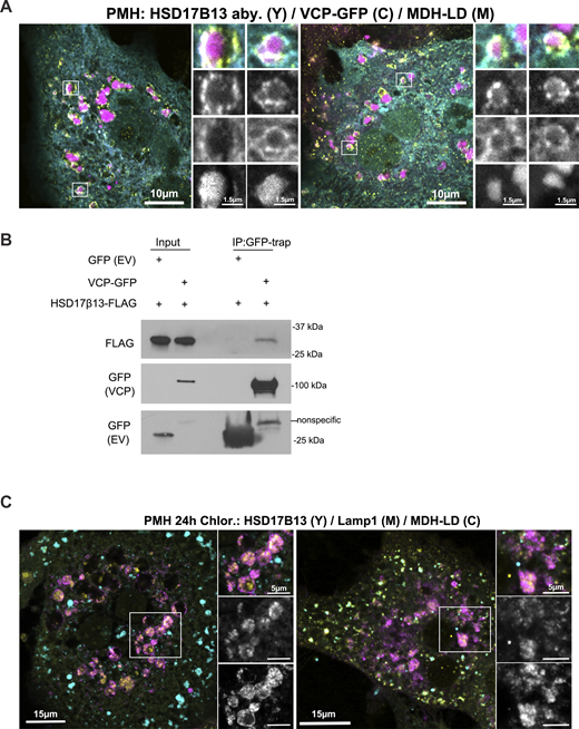 Figure S2. Refer to the image caption for details.