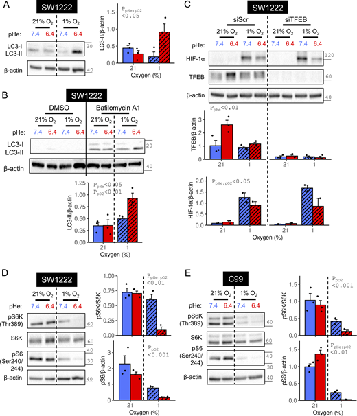 Acidotic hypoxia promotes autophagy. (A) SW1222 cells were incubated under (21% O2) or hypoxia (1% O2) at pHe 6.4 or 7.4. After 48 h of treatment, lysates were analyzed for markers of autophagy. LC3-II was normalized to loading control (β-actin). (B) Treatments were repeated in the absence or presence of 20 nM bafilomycin-A1 to suppress autophagosome-lysosome fusion. Quantification was performed for bafilomycin A1-exposed cells. (C) SW1222 cells were transfected with either non-targeting control siRNA (siScr) or siRNA-targeting TFEB (siTFEB). 24 h after transfection, cells were cultured for 48 h in media at pH 7.4 under either normoxia or hypoxia. Lysates were analyzed for TFEB and HIF-1α immunoreactivity, and signals were normalized to loading control (β-actin). (D and E) SW1222 or C99 cells were incubated under normoxia or hypoxia at pHe 6.4 or 7.4. After 48 h of treatment, lysates were analyzed for markers of mTORC1 signaling. pS6 signal was normalized to loading control (β-actin), and pS6K signal was normalized to S6K. Experiments were performed in three independent repeats. Datapoints indicate individual repeats, and bars indicate mean + SEM. Statistical testing by two- or three-way ANOVA (see Table S1 for full results). Source data are available for this figure: SourceData F10. Refer to the image caption for details.