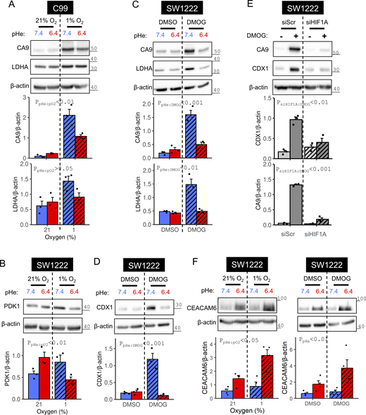 HIF-target induction under acidotic or alkalotic hypoxia. (A–D) C99 or SW1222 cells were cultured in media of pH 6.4 or 7.4 and incubated for 48 h in either (A and B) normoxia (21% O2) or hypoxia (1%), or (C and D) either in the presence of vehicle control (DMSO) or 1 mM DMOG. After treatment, lysates were analyzed for immunoreactivity of canonical HIF targets (CA9, LDHA, PDK1) and the putative HIF target CDX1. (E) SW1222 cells were transfected with either non-targeting control siRNA (siScr) or siRNA-targeting HIF1A (siHIF1A). 24 h after transfection, cells were cultured for 48 h in media of pH 7.4 containing either DMSO or 1 mM DMOG. Reduced CA9 immunoreactivity in DMOG-treated siHIF1A cells confirmed efficient knockdown. (F) Hypoxia synergized with acidosis to strengthen CEACAM6 expression. SW1222 cells were grown in media of pH 6.4 or 7.4 for 48 h. Incubations were performed under either normoxia or hypoxia, or in the presence of either DMSO (vehicle control) or 1 mM DMOG. After treatment, lysates were analyzed for immunoreactivity to CEACAM6. HIF target and CEACAM6 signals were normalized to loading control (β-actin) for three to four independent repeats. Datapoints indicate individual repeats, and bars indicate mean ± SEM. Statistical testing by two-way ANOVA (see Table S1 for full results). Source data are available for this figure: SourceData F4.