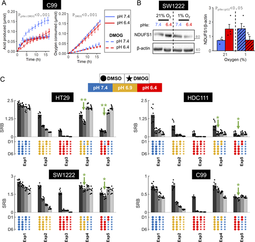 Effect of the acidosis/hypoxia interaction on metabolic capacity and cell growth. (A) C99 cells were pre-treated for 48 h with or without 1 mM DMOG in media at pH 6.4 or 7.4. After pre-treatment, metabolic profiling commenced under DMOG-free conditions from a starting pH of 7.4 to assess capacity for fermentation (from acid production) and respiration (from oxygen consumption). (B) Complex I downregulation maintains respiratory suppression when hypoxia is imposed concurrently with acidosis. SW1222 cells were cultured in media at either pH 6.4 or 7.4 for 48 h under normoxia (21% O2) or hypoxia (1% O2). After treatment, lysates were analyzed for immunoreactivity to NDUFS1. All immunoblot signals were normalized to loading control (β-actin) for four independent repeats. Note, same loading control used as for Fig 4 B because NDUFS1 and PDK1 were blotted on the same membrane. (A and B) Datapoints indicate individual repeats, and bars indicate mean ± SEM. Statistical testing by two- or three-way ANOVA (see Table S1 for full results). (C) Cell growth measured in terms of protein biomass (SRB assay) after 6 days of culture, with an intermediary medium change on day 2. Treatment options included DMOG (1 mM) and incubation at pHe 6.4, 6.9, or 7.4. Data are grouped into five experimental blocks of four protocols each. Three SRB measurements (black datapoints) were collected from independent cell passages, the mean of which is denoted by bar height. Green arrows indicates growth that was lower than expected, based solely on the number of DMOG treatment days. Significance (*P < 0.05, **P < 0.01) was determined by one-sided t test for log2-transformed growth. This evaluated whether growth after the second protocol was below the value expected from an interpolation of the remaining three protocols to the number of days in DMOG, without considering treatment order. Source data are available for this figure: SourceData F5.