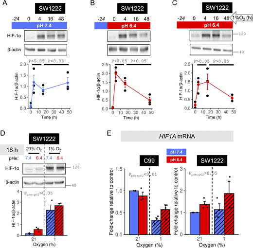 Acidotic hypoxia evokes a time-dependent decay of HIF-1α protein. (A–C) SW1222 cells were incubated for 24 h under normoxia (21% O2) followed by a period of up to 48 h under hypoxia (1% O2). Media were set to either (A) alkaline (pH 7.4) throughout the protocol, (B) alkaline during normoxia but acidic (pH 6.4) during hypoxia, or (C) acidic throughout the protocol. (D) SW1222 cells were exposed to 16 h normoxia or hypoxia in media at pH 6.4 or 7.4. (A–D) After treatments, lysates were analyzed for HIF-1α immunoreactivity. HIF-1α signals were normalized to loading control (β-actin) for three independent repeats. (E) RT-qPCR for HIF1A mRNA in C99 or SW1222 cells exposed to 48 h normoxia or hypoxia at either pHe 6.4 or 7.4. Fold-change relative to alkalotic normoxia calculated using the ΔΔCT method with ACTB as the housekeeping gene (four independent repeats). Datapoints indicate individual repeats, and bars indicate mean ± SEM. Statistical testing by (A–C) one-way ANOVA with Tukey’s test for multiple comparisons or (D and E) two-way ANOVA (see Table S1 for full results). Source data are available for this figure: SourceData F6.