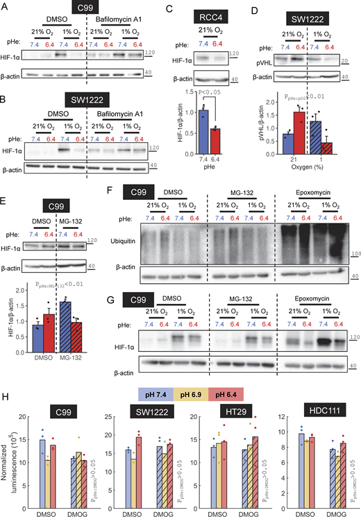 HIF-1α degradation under acidotic hypoxia is lysosomal dependent. (A and B) C99 and SW1222 cells were treated with normoxia (21% O2) or hypoxia (1% O2) in media at pHe 6.4 or 7.4 in the presence of DMSO or 20 nM bafilomycin A1. (C) VHL-null renal cell carcinoma cell line RCC4 was incubated in media at pH 6.4 or 7.4 under normoxic conditions. (D) SW1222 cells were treated with combinations of normoxia or hypoxia and pHe 6.4 or 7.4. (E) C99 cells were treated with vehicle control (DMSO) or 50 nM MG-132 in media at pH 6.4 or 7.4. (F and G) C99 cells were treated with combinations of normoxia or hypoxia and pHe 6.4 or 7.4, in the presence of DMSO, 50 nM MG-132, or 16 nM epoxomicin. After 48 h, lysates were analyzed for (A–C, E, and G) HIF-1α, (D) pVHL, or (F) ubiquitin immunoreactivity. Where quantified, HIF-1α or pVHL signals were normalized to loading control (β-actin). (H) Proteasomal activity in C99, SW1222, HT29, and HDC111 cells was measured by luminescent assay following 16 h treatment at pHe 6.4, 6.9, or 7.4 with DMSO or 1 mM DMOG. Luminescence was normalized to the signal of cell-free control wells. Where quantified, experiments were performed for three independent replicates. Datapoints indicate individual repeats, and bars indicate mean + SEM. Statistical testing by (C) paired t test or (D, E, and H) two-way ANOVA (see Table S1 for full results). Source data are available for this figure: SourceData F8.