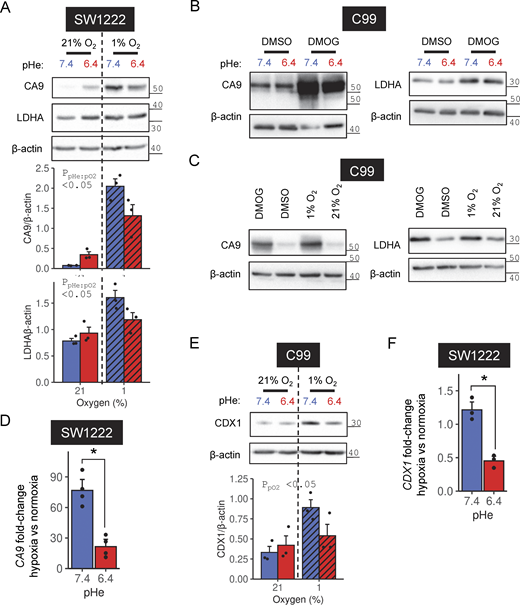 pHe dependence of HIF-target induction. (A, B, and E) SW1222 or C99 cells were grown in media at either pH 6.4 or 7.4 for 48 h. Concurrently, cells were exposed to either (A and E) normoxia (21% O2) or hypoxia (1% O2) or exposed to (B) DMSO or 1 mM DMOG. After treatment, lysates were collected and analyzed for immunoreactivity to (A and B) CA9, LDHA, or (E) CDX1. (A and E) Signals normalized to loading control (β-actin) for three independent repeats. Statistical testing by two-way ANOVA. (C) C99 cells were grown in media at pH 7.4 with either no additional treatment, DMSO treatment, 1% O2, or 1 mM DMOG treatment for 48 h. Lysates were analyzed for CA9 and LDHA immunoreactivity. (D and F) SW1222 cells were grown at pH 7.4 or 6.4 under normoxia or hypoxia for 48 h, after which mRNA was extracted and RT-qPCR was performed for CA9 or CDX1 mRNA. Fold-change between hypoxia and normoxia calculated for each pHe treatment by ΔΔCT method using ACTB as the housekeeping gene (three or four independent repeats). Statistical testing by paired t test. * indicates P < 0.05. Datapoints indicate individual repeats, and bars indicate mean ± SEM. See Table S1 for full results of statistical testing. Source data are available for this figure: SourceData FS2. Refer to the image caption for details.