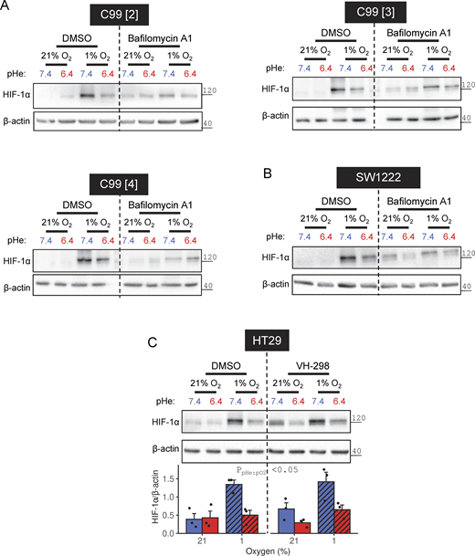 Effects of proteasomal/pVHL and lysosomal inhibitors under acidotic hypoxia. (A–C) SW1222, HT29, or C99 cells were incubated under normoxia (21% O2) or hypoxia (1% O2) in media at pHe 6.4 or 7.4, either in the presence of DMSO (vehicle control), (A and B) 20 nM bafilomycin-A1, or (C) 100 µM VH-298. After 48 h treatment, lysates were collected and analyzed for HIF-1α, ubiquitin, or β-actin immunoreactivity. (A) Three independent repeats displayed, in addition to the repeat shown in Fig. 8 A. (C) HIF-1α signals were normalized to loading controls (β-actin) for three independent repeats. Datapoints indicate individual repeats, and bars indicate mean ± SEM. Statistical testing by three-way ANOVA (see Table S1 for full results). Source data are available for this figure: SourceData FS3.