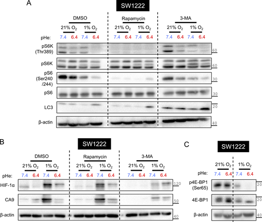 Regulation of the HIF-1α pHe/pO2interplay by mTORC1 and autophagy. SW1222 cells were incubated under normoxia (21% O2) or hypoxia (1% O2) at pHe 6.4 or 7.4 for 48 h. (A–C) Incubations in the presence of either DMSO, 100 nM rapamycin, or 5 nM 3-MA. After treatment, lysates were analyzed for markers of (B) HIF signaling or (A and C) mTORC1 signaling and autophagy. β-actin was used as a loading control. Source data are available for this figure: SourceData FS5.