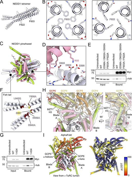 The NEDD1 pinwheel associates with the γ-TuRC through multiple interfaces. (A) Cartoon representation of a model of the NEDD1 C-terminal tetramer. Locations of conserved F603 and F622 residues are highlighted by dashed circles. (B) Cross-section views of the NEDD1 tetramer AlphaFold model showing the predicted packing of F603 (left) and F622 (right). (C) Cartoon representation of a model of the NEDD1 pinwheel, color as in Fig. 1 F. Black circles indicate zoom in areas of interest for panels D and F. (D) Zoom in view of NEDD1 pinwheel AlphaFold model for regions specified in C, showing conserved residues involved in electrostatic interactions between NEDD1 and GCP3 in the pinwheel. (E) Western blot of inputs and bound fractions of SBP pulldowns of Myc-SBP-NEDD1 constructs from HEK293T cells. Untransfected cells served as a negative control. (F) Zoom in view of the fishtail region of the NEDD1 pinwheel model, highlighting previously reported mutations that abolish NEDD1:γ-TuRC interactions (maroon) (Manning et al., 2010), as well as an identified Plk1 phosphorylation site (yellow) (Zhang et al., 2009). (G) Western blot of inputs and bound fractions of SBP pulldowns of Myc-SBP-NEDD1 constructs from HEK293T cells. 1–634 refers to a NEDD1 fishtail deletion lacking residues 635–660. Untransfected cells served as a negative control. (H) Two views of the NEDD1 pinwheel Blades A and B bound to the base of the γ-TuRC (cartoon representation with cryo-EM density in transparent grey surface). (I) Lumenal view of an AlphaFold prediction of the NEDD1 pinwheel contacting the GRIP1 domains of GCP4–6. The model on the right is colored according to the pLDDT. pLDDT, predicted local distance difference test. Experiments in E and G were performed three times with similar results. Source data are available for this figure: SourceData F2.