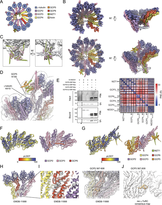 Details regarding rec-γ-TuRC consensus reconstruction and model building. (A) Schematic of the γ-TuRC highlighting subunit composition and numbering across the complex. (B) Top: two views of the rec-γ-TuRC consensus map showing higher resolution features. Map was sharpened in CryoSPARC and postprocessed with EMready (He et al., 2023). Bottom: two views of the refined rec-γ-TuRC model, including the NEDD1 pinwheel. (C) Two views of the NEDD1 pinwheel predicted by AlphaFold 3 (cartoon representation) fitted into the pinwheel density in the rec-γ-TuRC consensus map (transparent surface). (D) Cartoon representation view of MZT1:GCP5-NHD at the rec-γ-TuRC seam with the consensus density map in transparent surface representation. GCP5 K100 and γ-tubulin K410, identified as cross-linked residues in the native human γ-TuRC, are indicated (Consolati et al., 2020). (E) Left: western blot of inputs and bound fractions of SBP pulldowns of GCP-SBP-Myc constructs from HEK293T cells. GCP6mut corresponds to a deletion of GCP6 residues 329–341, while GCP5mut corresponds to a quadruple mutant of GCP5 R213A/R228G/L256E/V258E. Cells untransfected with any GCP-SBP-Myc constructs served as a negative control. Black triangle indicates location where blots were cropped for final figure generation. The experiment was performed three times with similar results. Right: partial alignment error plot for the AlphaFold prediction in Fig. 2 I. (F) Cartoon representation of AlphaFold 3 prediction of three copies each of GCP2 and GCP3 GRIP1 domains, together with the GCP6 belt and residues 191–252, colored by pLDDT (left) and subunit (right). (G) Segmented surface representation of the previously described helical element lining the lumenal face of GCP6, 2, and 3 in EMDB-11888 (Zimmermann et al., 2020). Map was postprocessed with EMready (He et al., 2023). The γ-TuRC subunits from the same study are shown in cartoon representation for reference. A zoomed in view of an unassigned helix contacting GCP6 is shown on the right and at a higher threshold. (G) Cartoon representation of AlphaFold 3 prediction of GRIP1 domains of GCP4, GCP5 (including NHD), GCP6, and GCP2, as well as MZT1 and the GRIP1 and GRIP2 domains of GCP3, colored by pLDDT (left) and subunit (right). The GCP5 insertion element that contacts the lumenal face of GCP6 is indicated. (H and I) Segmented surface representation of the previously described helical element lining the lumenal face of GCP6, 2, and 3 in EMDB-11888 (Zimmermann et al., 2020). Map was postprocessed with EMready (He et al., 2023). The γ-TuRC subunits from the same study are shown in cartoon representation for reference. A zoomed in view of an unassigned helix contacting GCP6 is shown in I (left) and at a higher threshold. The right shows the GCP5 insertion (aa 567–608) modeled in this study in cartoon representation and fitted into the EMDB-11888 density map (Zimmermann et al., 2020). (J) The GCP5 insertion modeled in this study (aa 567–608) is shown in cartoon representation in the rec-γ-TuRC density map. γ-TuRC position 12 corresponding to GCP6 is indicated in panels G, I, and J for reference. pLDDT, predicted local distance difference test. Source data are available for this figure: SourceData FS3.