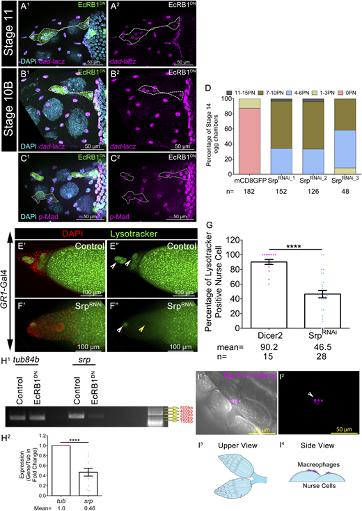 Serpent regulates NC removal and acidification. (A1–B2) Status of dad-lacz in clonal cells of EcRB1DN and nonclonal control cells in stage 11 (A1 and A2) and stage 10B (B1 and B2). Clonal cells are marked by mCD8GFP in green. Egg chambers are stained with anti-βGAL in magenta and DAPI in cyan. Cloned cells are marked by mCD8GFP in green and encircled by a white dotted line. (C1 and C2) Status of pMad in clonal cells of EcRB1DN and nonclonal control cells in stage 10B. Clonal cells are marked by mCD8GFP in green. Egg chambers are stained with anti-pMad in magenta and DAPI in cyan. Clonal cells are encircled by a white dotted line. (D) Number of PN in stage 14 egg chamber of indicated genotypes as categorized into bins. The percentage of stage 14 egg chambers in each bin was calculated. n indicates the number of egg chambers analyzed. (E′–G) Status of acidified nuclei in control (E′ and E″) and in SrpRNAi (F′ and F″). LysoTracker is in green and DAPI is in red. Yellow arrowheads mark acidified nuclei, and white arrowheads mark nonacidified nuclei. Quantification of the percentage of LysoTracker-positive NC nuclei in control and SrpRNAi (G). n indicates the number of egg chambers analyzed and the mean percentage of LysoTracker-positive nuclei in stage 13 egg chambers of indicated genotypes. (H1and H2) EcRB1DN exhibits reduced levels of Srp transcripts; tub84b is the loading control. Quantification of the Srp transcripts in the EcRB1DN-overexpressing egg chambers with respect to the control. (I1–I4)srp3X-mCherry marks circulatory macrophages in magenta. Macrophages are present outside the ovarian sheath (I1 and I2). White arrowhead marks the Srp-positive small macrophages. Schematic diagram of ovary and macrophages in magenta: top view (I3) and side view (I4). Error bars represent the SEM. ****P ≤ 0.0001 represents the level of significance. Source data are available for this figure: SourceData FS3.