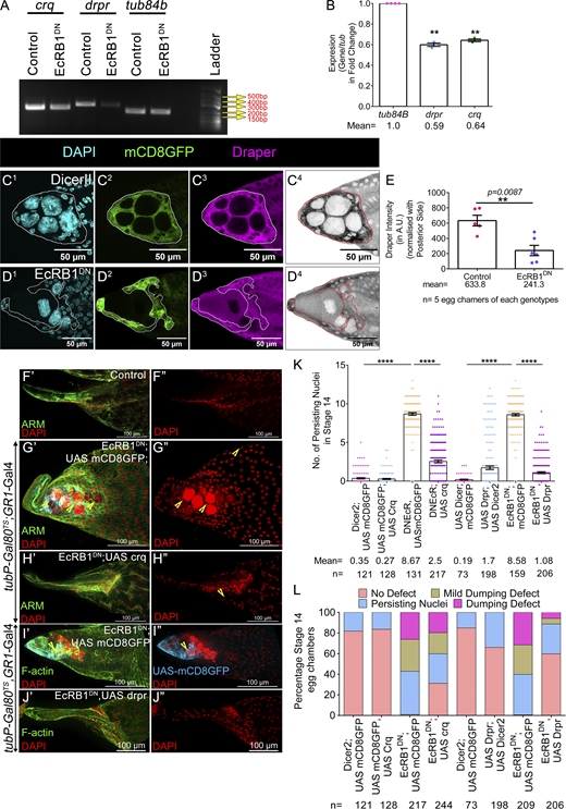 Ecdysone pathway regulates the expression of Draper and Croquemort to facilitate NC removal. (A and B) EcRB1DN exhibits reduced Crq and Drpr expression; tub84b is the loading control. Quantification of the transcripts in the EcRDN-overexpressing egg chambers with respect to the control. (C1–D4) Ecdysone modulates Drpr expression in late-stage 12 egg chambers. Draper is in magenta (C3 and D3) or LUT (C4 and D4), and DAPI is in cyan (C1 and D1). The AFC membrane is marked by mCD8GFP in green (C2 and D2). AFCs are encircled by a white line (C1–C3 and D1–D3) and by a red line (in C4 and D4). (E) Quantification of Draper in control and EcRB1DN. Draper staining in the AFCs is normalized to the background staining of posterior follicle cells. Please note the Draper is lower in EcRDN-overexpressing egg chambers. (F′–J″) Overexpression of Crq and Drpr individually rescues NC clearance defect exhibited by EcRB1DN-overexpressing egg chambers. Yellow arrowheads mark PN. Representative image of stage 14 egg chambers of the indicated genotypes in control (F′ and F″), EcRB1DN; UAS mCD8GFP (G′, G″, I′, and I″), EcRB1DN; UAS CrqHA (H′ and H″), and EcRB1DN; UAS Drpr (J′ and J″). Egg chambers were stained for Arm or F-actin in green, and DAPI is in red. (K) Quantification of persisting NC nuclei in stage 14 egg chambers of indicated genotypes. The mean number of PN for each genotype is represented. (L) Number of PN in stage 14 egg chamber of indicated genotypes as categorized into bins of 0 PN, 1–3 PN, 4–6 PN, 7–10 PN, 11–15 PN, and the percentage of stage 14 egg chambers in each bin is depicted. Error bars represent the SEM. ****P ≤ 0.0001, **P ≤ 0.001 represent the level of significance. Source data are available for this figure: SourceData F5. Refer to the image caption for details.