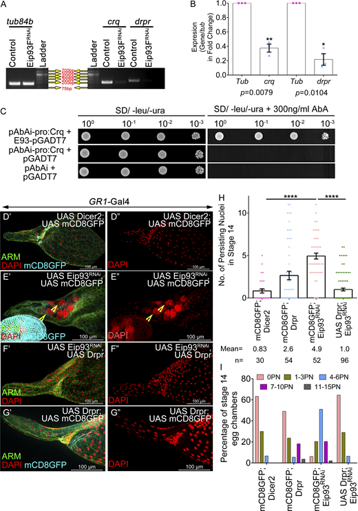 E93 regulates Draper and Crq to facilitate NC death. (A and B) Eip93FRNAi exhibits reduced levels of Crq and Drpr transcripts; tub84b is the loading control. Quantification of the transcripts in the Eip93FRNAi-overexpressing egg chambers with respect to the control. (C) Eip93F physically interacts with Crq promoter in yeast. Overnight grown cultures of Y1H Gold yeast strain containing bait (pABAi-CrqPromoter2.2KB) and prey (pGADT7-E93) constructs that were diluted to an OD600 of 1. 3× serial dilutions (10−1, 10−2, 10−3) were spotted on double dropout medium supplemented without and with aureobasidin inhibitor (300 ng/ml). Pictures were taken after 5 days of incubation at 30°C. (D′–G″) Representative image of stage 14 egg chambers of control (D′ and D″), Eip9F3RNAi; UAS mCD8GFP (E′ and E″), UAS Drpr; UAS Eip93FRNAi (F′ and F″), UAS Drpr; UAS mCD8GFP (G′ and G″). Arm is in green, DAPI is in red, and GFP is in cyan. Yellow arrowheads mark the persisting NC nuclei. (H) Quantification of persisting NC nuclei in stage 14 egg chambers of indicated genotypes. n stands for the number of egg chambers analyzed and the mean number of PN observed for each genotype. (I) Number of PN in stage 14 egg chamber as categorized into bins of 0 PN, 1–3 PN, 4–6 PN, 7–10 PN, 11–15 PN, and the percentage of stage 14 egg chambers in each bin was calculated. Error bars represent the SEM. ****P ≤ 0.0001, **P ≤ 0.001, *P ≤ 0.05 represent the level of significance. Source data are available for this figure: SourceData F7.