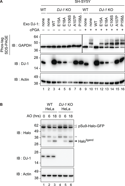 Endogenous DJ-1 suppressed cPGA modification in cell lysates. (A) Lysates of WT, DJ-1 KO, or DJ-1 KO SH-SY5Y cells expressing exogenous DJ-1 (WT or the indicated mutants) were treated with 1 mM cPGA and then phospho-glyceroyl modifications were detected by Phos-tag SDS-PAGE. The cells without exogenous DJ-1 expression are denoted as “none.” (B) WT or DJ-1 KO HeLa cells stably expressing pSu9-Halo-mGFP and Parkin were pulse labeled with Halo ligand, followed by treatment with antimycin A and oligomycin (AO) for the indicated times, and then immunoblotted. A Haloligand band (black arrowhead) appeared in a time-dependent manner in both WT and DJ-1 KO cells following AO treatment. The gray arrowhead indicates ∼40-kDa bands that are likely a cleavage product of the HaloTag construct generated during GFP chromophore formation. All blots are representative of at least two independent experiments. Source data are available for this figure: SourceData F8. Refer to the image caption for details.