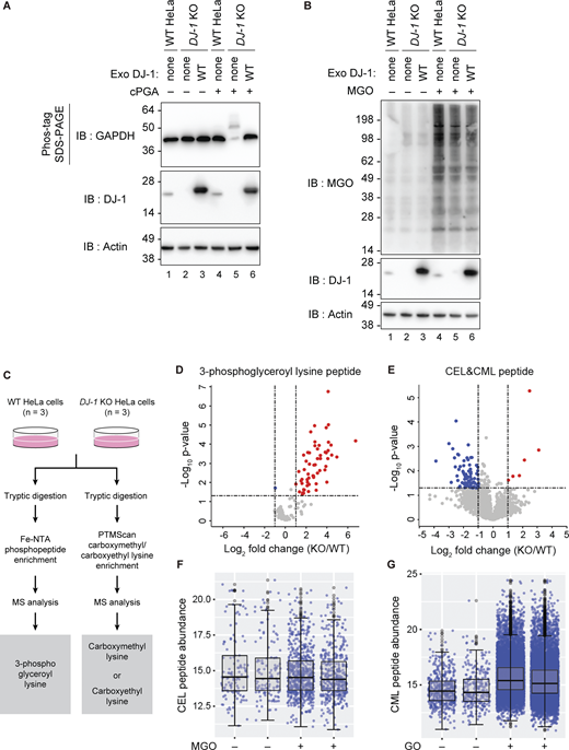 Loss of endogenous DJ-1 had no effect on α-oxoaldehyde modifications but increased phospho-glyceroyl modifications. (A) Cell lysates from WT, DJ-1 KO, or DJ-1 KO HeLa cells expressing exogenous WT DJ-1 were supplemented with cPGA. Phospho-glyceroyl modifications were analyzed by Phos-tag SDS-PAGE, followed by immunoblotting with an anti-GAPDH antibody. (B) The same lysates were treated with 2 mM MGO and immunoblotted with an anti-MGO antibody. The cells without exogenous DJ-1 expression are denoted as none. Blots are representative of at least two independent experiments (A and B). (C) Schematic overview of the experimental setup to assess the phosphoglycerate and α-oxoaldehyde modifications. (D) Volcano plot of the log2 fold change in 3-phosphoglyceroyl lysine peptide and the log10 of the P values (Student’s t test). Peptides with 3-phosphoglyceroyl lysine that significantly increased or decreased in DJ-1 KO cells compared with WT cells (log2 fold change > 1 or log2 fold change less-than −1, P < 0.05) are shown in red (increase) and blue (decrease) circles, respectively. Mean fold changes and P values were calculated from three biological replicates (n = 3). (E) Volcano plot for CML and CEL peptides prepared as in D. (F) Abundance of CEL peptides in WT cells following treatment with MGO. Box plots show the distribution of values. Blue dots indicate individual data points, while gray dots represent outliers (n = 2). (G) Abundance of CML peptides in WT cells treated with glyoxal. Plots were drawn as in F (n = 2). Source data are available for this figure: SourceData F9. Refer to the image caption for details.
