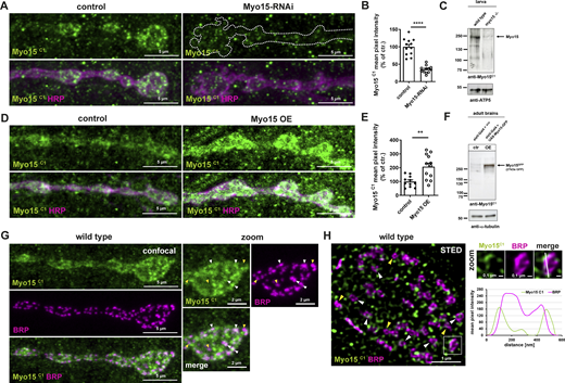 Myo15 localizes to the presynaptic bouton. (A) Confocal images of control and Myo15-RNAi knock-down NMJs stained for Myo15 (anti-Myo15C1, green) and HRP (magenta), scale bar 5 µm. (B) Quantification of A. Myo15C1 mean pixel intensity (control 100.0 ± 6.89%, n = 12; Myo15-RNAi 35.08 ± 3.0%, n = 12). (C) Western blot of wild-type and myo15−/− mutant larva for Myo15C1. (D) Confocal images of NMJs upon motoneuronal Myo15 overexpression and control, stained for Myo15C1 (green) and HRP (magenta), scale bar 5 µm. (E) Quantification of D. Myo15C1 mean pixel intensity (control 100.0 ± 11.99%, n = 11; Myo15 OE 207.6 ± 25.55%, n = 12). (F) Western blot of adult brains neuronally overexpressing Myo15 and control brains for Myo15C1. (G) Confocal image of wild-type NMJ stained for Myo15 (anti-Myo15C1, green) and BRP (magenta), scale bar overview 5 µm, zoom 2 µm. White arrowheads mark Myo15 accumulations near or at an AZ, yellow arrowheads mark AZ without Myo15 accumulations. (H) STED imaging of wild-type NMJs stained for Myo15 (anti-Myo15C1, green) and BRP (magenta), scale bar overview 1 µm, zoom 0.1 µm. White square marks the zoom area, the white dashed line in the zoom marks the plane of line profile. Lower panel shows line profile, arrowheads as in G. All data are provided as mean ± SEM. (B and E)n represents NMJs with 1–2 NMJs/animal from five to six animals, ****P < 0.0001; ***P < 0.001; **P < 0.01; *P < 0.05; n.s., not significant. OE, overexpression. Source data are available for this figure: SourceData S4.