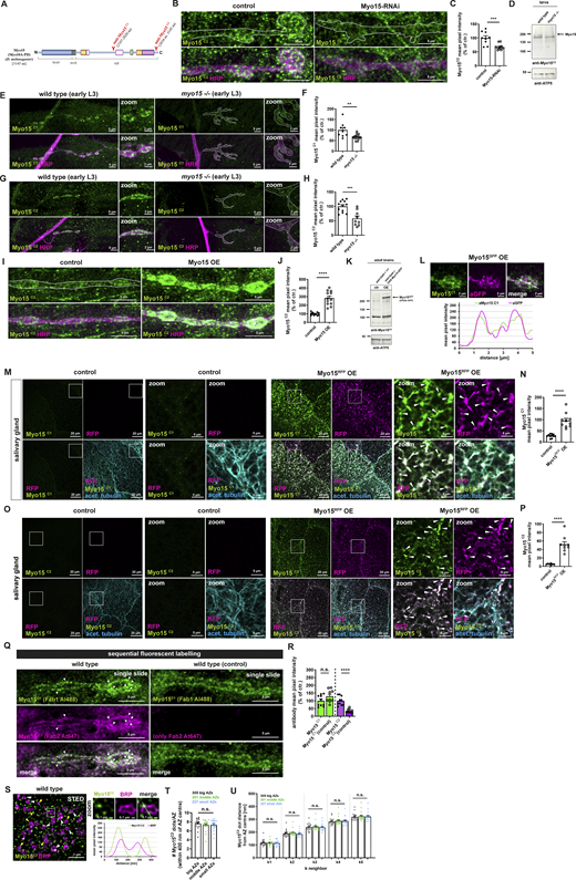 Myo15 localization at the NMJ and salivary gland and antibody verification. (A) Schematic representation of Drosophila class XV Myo15 indicating antibody position (Myo15C1 and Myo15C2). (B) Confocal images of control and Myo15-RNAi knock-down NMJs stained for Myo15 (anti-Myo15C2, green) and HRP (magenta), scale bar overview 5 µm. (C) Quantification of B: Myo15C2 mean pixel intensity (control 100.0 ± 7.82%, n = 9; Myo15-RNAi 67.4 ± 3.24%, n = 11). (D) Western blot of wild-type and myo15−/− mutant larvae for Myo15C2. (E) Confocal images of wild-type and myo15−/− mutant NMJs stained for Myo15 (anti-Myo15C1, green) and HRP (magenta), scale bar overview 5 µm, zoom 2 µm. (F) Quantification of E. Myo15C1 mean pixel intensity (wild type 100.0 ± 11.52%, n = 9; myo15−/− mutant 67.38 ± 3.79%, n = 13). (G) Confocal images of wild-type and myo15−/− mutant NMJs stained for Myo15 (anti-Myo15C2, green) and HRP (magenta), scale bar overview 5 µm, zoom 2 µm. (H) Quantification of G. Myo15C2 mean pixel intensity (wild type 100.0 ± 5.71%, n = 12; myo15−/− mutant 58.05 ± 8.54%, n = 9). (I) Confocal images of NMJs upon motoneuronal Myo15 overexpression and control, stained for Myo15C2 (green) and HRP (magenta), scale bar overview 5 µm. (J) Quantification of I: Myo15C2 mean pixel intensity (control 100.0 ± 4.89%, n = 12; Myo15 OE 282.4 ± 23.21%, n = 12). (K) Western blot of adult brains neuronally overexpressing Myo15 and control brains for Myo15C2. (L) Confocal images of control and Myo15GFP-OE NMJs co-labeled Myo15 (anti-Myo15C1, green) and GFP-tagged Myo15 (magenta), scale bar 2 µm. White line marks the plane of line profile. Lower panel shows the line profile. (M) Confocal images of salivary glands overexpressing Myo15 and control, stained for Myo15C1 (green), acetylated tubulin (blue); RFP (no antibody staining, magenta), scale bar overview 20 µm, zoom 5 µm. (N) Quantification of M. Myo15C1 mean pixel intensity (control 27.59 ± 2.36, n = 11; Myo15 OE 95.61 ± 10.44, n = 10). (O) Confocal images of salivary glands overexpressing Myo15 and control, stained for Myo15C2 (green), acetylated tubulin (blue); RFP (no antibody staining, magenta), scale bar overview 20 µm, zoom 5 µm. (P) Quantification of O: Myo15C2 mean pixel intensity (control 5.49 ± 0.43%, n = 9; Myo15 OE 52.07 ± 6.36%, n = 9). (Q) Confocal images (single optical slides) of wild-type NMJs sequentially stained for Myo15C1 with Fab1 goat–anti-rabbit Al488 (green) and Myo15C2 with Fab1 goat–anti-rabbit Al647 (magenta), for control (right panel) no primary Myo15C2 antibody was applied, scale bar 5 µm, white arrowheads mark overlapping signal of both antibodies. (R) Quantification of Q: Myo15C1/Myo15C2 mean pixel intensity (Myo15C1/Fab1Al488 100 ± 11.3%, n = 10; control 129 ± 13.82%, n = 9; Myo15C2/Fab1Al647 100 ± 9.47%, n = 10; control 35.63 ± 4.05%, n = 9). (S) STED imaging of wild-type NMJs stained for Myo15 (anti-Myo15C2, green) BRP (magenta), scale bar 1 µm, zoom 0.1 µm. White square marks zoom area, white dashed line in zoom marks the plane of line profile. Lower panel shows line profile, green anti-Myo15C2, magenta BRP. (T) Quantification of S. Number of Myo15 spots within 400 nm of AZ center, binned for small (area = 1–159 pixel2, total 227 AZs) with 7.58 ± 0.27 Myo15 dots, middle (160–215 pixel2, total 301 AZs) with 7.29 ± 0.29 Myo15 dots, big (<215 pixel2, total 305 AZs) with 7.32 ± 0.28 Myo15 dots (1 pixel = 18,9 nm2). (U) Quantification of S. K-neighbor analysis (k 1–5) determining Myo15 (aMyo15C2) dot distance from the AZ center (BRP ring center) comparing small (area = 1–159 pixel2, total 227 AZs), middle (160–215 pixel2, total 301 AZs), and big (<215 pixel2, total 305 AZs) AZs (1 pixel = 18,9 nm2). All data are provided as mean ± SEM. (C, F, H, J, and R)n represents NMJs with 1–2 NMJs/animal from five to six animals; N, P: n represents one salivary gland with 1/2 salivary glands per animal from five to six animals, T: n = image, with 1–2 boutons/image and 3 images/NMJ, 2 NMJs/animal, three to four animals in total. ****P < 0.0001; ***P < 0.001; **P < 0.01; *P < 0.05; n.s., not significant. OE, overexpression. Source data are available for this figure: SourceData FS3.