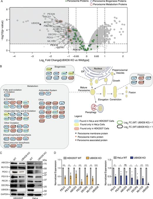 Quantitative proteomics identifies a role of UBXD8 in regulating peroxisome protein abundance. (A) Volcano plot of the (−log10-transformed P value versus the log2-transformed ratio of UBXD8 KO to WT) proteins identified from HeLa cells. N = 3 biologically independent samples for each genotype. P values were determined by empirical Bayesian statistical methods (two-tailed t test adjusted for multiple comparisons using Benjamini–Hochberg’s correction method) using the LIMMA R package; for parameters, individual P values, and q values, see Supplementary Dataset in Ganji et al. (2023). Peroxisomal proteins (green-filled), important for biogenesis (blue outlines) and metabolism (red outlines), are highlighted. This dataset has been previously published (Ganji et al., 2023) and is reanalyzed here. (B) Schematic pathways regulating peroxisome abundance and function with highlighted TMT proteomics hits. (C) Peroxisomal proteins identified in A show reduced expression in UBXD8 KO compared with WT HeLa and HEK293T cells by immunoblot. (D) Quantification of C. ****P < 0.0001, N = 3, unpaired t test. Source data are available for this figure: SourceData F1. Refer to the image caption for details.