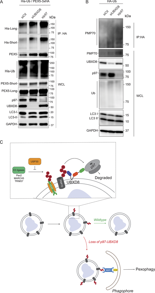 Persistent PEX5 and PMP70 ubiquitylation in cells depleted of p97-UBXD8. (A) HEK293T cells were transfected with His-ubiquitin, PEX5-3xHA, and siRNAs to control, UBXD8, or p97. Cells were lysed in SDS, and denaturing HIS immunoprecipitations were performed. Immunoblots of indicated proteins showing increased ubiquitylation of PEX5 in cells depleted of UBXD8 and p97. N = 3 independent experiments. (B) HEK293T cells were transfected with HA-ubiquitin and siRNAs to control, UBXD8, or p97. Cells were lysed in SDS, and denaturing HA immunoprecipitations were performed. Immunoblots of indicated proteins showing increased ubiquitylation of PMP70 in cells depleted of UBXD8 and p97. N = 3 independent experiments. (C) Model showing p97-UBXD8 suppression of pexophagy. UBXD8 on peroxisomes recruits p97 to ubiquitylated peroxisome proteins such as PEX5 and PMP70. p97 ATPase activity extracts and degrades substrates to prevent their recognition by autophagy receptors. Source data are available for this figure: SourceData F10. Refer to the image caption for details.