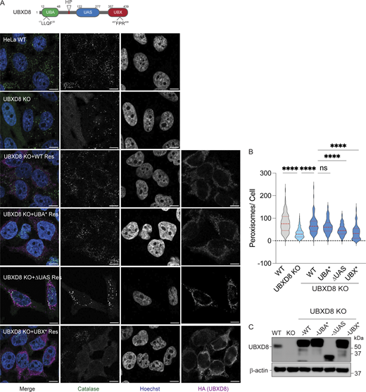 Role of functional domains in UBXD8 in maintaining peroxisome abundance. (A) Top: schematic of domains in UBXD8. Bottom: complementation of UBXD8 KO cells with WT UBXD8-HA, UBXD8-UBA*-HA, UBXD8-ΔUAS-HA, or UBXD8-UBX*-HA. Cells were stained for peroxisomes using peroxisomal matrix marker catalase. (B) Quantification of average peroxisomes per cell from images (A). Peroxisome numbers were quantified in cells expressing low levels of HA-tagged UBXD8 constructs only. At least 100 cells were analyzed in N = 3 independent experiments. The violin plot shows median and 95% confidence intervals. ****P < 0.0001, two-way ANOVA with Tukey’s multiple comparisons test. (C) Immunoblots of constructs transfected. The scale bar is 10 μM. Source data are available for this figure: SourceData F4. Refer to the image caption for details.