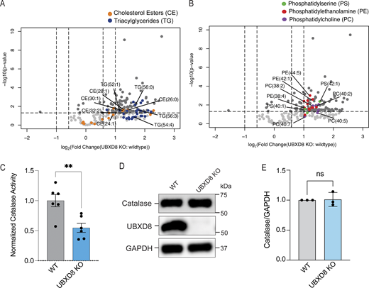 Depletion of UBXD8 results in an increase of VLCFAs and a loss in catalase activity. (A) Volcano plot of the total CE and triacylglycerol species identified using lipidomics of whole-cell extracts of HEK293T cells (−log10-transformed P value versus the log2-transformed ratio of UBXD8 KO to WT). VLCFA species indicated for CE (orange) and TG (dark blue). This dataset has been previously published in Ganji et al. (2023) and is reanalyzed here. (B) VLCFA species indicated for PS (green), PE (red), and PC (violet). Lipids were measured by LC-MS/MS following normalization by total protein amount (n ≥ 3 biologically independent experiments were performed, each with duplicate samples). This dataset has been previously published (Ganji et al., 2023) and is reanalyzed here. (C) Catalase activity in WT and UBXD8 KO cells was quantified using a commercial kit. N = 3 independent experiments. **P < 0.0001, unpaired t test. (D) Immunoblots of catalase levels in whole-cell lysates of HeLa WT and UBXD8 KO cells. (E) Quantification of catalase levels in D. N = 3 independent experiments. ns: not significant, unpaired t test. Source data are available for this figure: SourceData F5. Refer to the image caption for details.