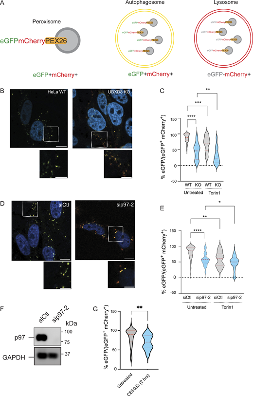 p97-UBXD8 suppresses peroxisome flux through autophagy. (A) Schematic for pexophagy flux reporter eGFP-mCherry-PEX26. (B) Representative images of WT and UBXD8 KO cells transfected with eGFP-mCherry-PEX26. (C) WT and UBXD8 KO cells were transfected with the flux reporter and treated with 150 nM Torin1 for 18 h. Quantification showing the ratio of eGFP to (eGFP+mCherry+) in HeLa WT and UBXD8 KO cells. 50–100 cells were analyzed in N = 3 independent experiments. The violin plot shows median and 95% confidence intervals. **P < 0.01, ***P < 0.001, ****P < 0.0001, two-way ANOVA with Šidák’s multiple comparisons test. (D) Representative images of HeLa control or p97 siRNAs and eGFP-mCherry-PEX26. (E) Quantification showing the ratio of eGFP to (eGFP+mCherry+) in HeLa control, or p97-depleted cells. 50–100 cells were analyzed in N = 3 independent experiments. The violin plot shows median and 95% confidence intervals. *P < 0.05, **P < 0.001, **** P < 0.0001, two-way ANOVA with Tukey’s multiple comparisons test. (F) Immunoblot showing p97 depletion. (G) Quantification showing the ratio of eGFP to (eGFP+mCherry+) in HeLa untreated, or CB5083 (10 μM for 2 h)-treated cells. 50–100 cells were analyzed in N = 3 independent experiments. The violin plot shows median and 95% confidence intervals. **P < 0.001, unpaired t test. The scale bar is 10 μM and 5 μM. Source data are available for this figure: SourceData F7. Refer to the image caption for details.
