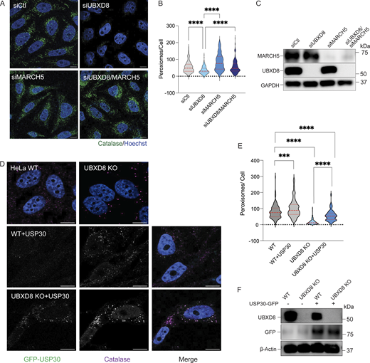 Depletion of NBR1 and MARCH5 rescues pexophagy in UBXD8 null cells. (A) Representative images of HeLa cells transfected with control, UBXD8, and MARCH5 siRNAs and stained for catalase. (B) Quantification of peroxisomes per cell from A. 50–100 cells were analyzed in N = 3 independent experiments. The violin plot shows median and 95% confidence intervals. ****P < 0.0001, two-way ANOVA with Dunnett’s multiple comparisons test. (C) Immunoblot of UBXD8 and MARCH5 depletion. (D) Representative images of HeLa cells (WT and UBXD8 KO) transfected with GFP-USP30. Cells were stained for catalase. (E) Quantification of peroxisomes per cell in GFP-USP30–transfected cells. 50–100 cells were analyzed in N = 3 independent experiments. The violin plot shows median and 95% confidence intervals. ***P < 0.001, ****P < 0.0001, two-way ANOVA with Dunnett’s multiple comparisons test. (F) Immunoblot of GFP-USP30 expression. The scale bar is 10 μM (A and D). Source data are available for this figure: SourceData F9.