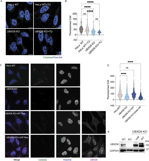 Role of ER stress and UBXD8 HP domain in regulation of peroxisomes. (A) HeLa WT and UBXD8 KO cells were treated with tunicamycin (2.5 μM for 4 h) and stained for catalase. (B) Quantification of peroxisomes per cell from A. 50–100 cells were analyzed in N = 3 independent experiments. The violin plot shows median and 95% confidence intervals. ns: not significant, ****P < 0.0001, two-way ANOVA with Dunnett’s multiple comparisons test. (C) Rescue of peroxisome number in UBXD8 KO cells transfected with either UBXD8-HA or UBXD8-ΔHP. Cells were stained for peroxisomes using peroxisomal matrix marker catalase. (D) Quantification of average peroxisomes per cell from C. Peroxisome numbers were quantified in cells expressing tagged UBXD8 constructs only. At least 100 cells were analyzed in N = 3 independent experiments. The violin plot shows median and 95% confidence intervals. ****P < 0.0001, two-way ANOVA with Tukey’s multiple comparisons test. (E) Immunoblots of constructs transfected. The scale bar is 10 μM. Source data are available for this figure: SourceData FS3. Refer to the image caption for details.