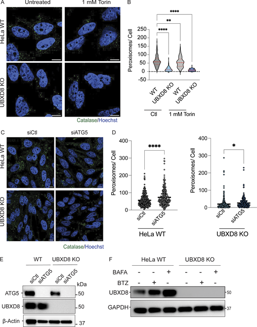 Role of autophagy in UBXD8 regulation of peroxisome numbers. (A) HeLa WT and UBXD8 KO cells were treated with Torin1 (1 mM for 16 h) stained for peroxisomes using catalase. (B) Quantification of peroxisomes per cell. 100–150 cells were analyzed in N = 3 independent experiments. The violin plot shows median and 95% confidence intervals. **P < 0.01, ****P < 0.0001, two-way ANOVA with Dunnett’s multiple comparisons test. (C) HeLa WT and UBXD8 KO cells were depleted of ATG5 using siRNA. Cells were stained for peroxisomes using catalase. (D) Quantification of peroxisome abundance from A. 100–150 cells were analyzed in N = 3 independent experiments. The violin plot shows median and 95% confidence intervals. *P < 0.05, ****P < 0.0001, two-way ANOVA with Dunnett’s multiple comparisons test. (E) Immunoblot showing ATG5 depletion. (F) Immunoblot showing HeLa WT and UBXD8 KO cells treated with Torin1 (1 mM for 4 h) and bafilomycin A (50 nM for 4 h) indicating UBXD8 stabilization. Scale bars are 5 μM (A) and 10 μM (C). Source data are available for this figure: SourceData FS4. Refer to the image caption for details.