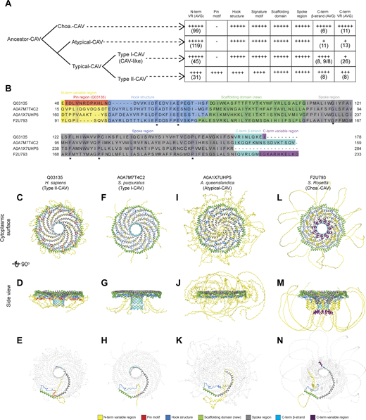 Predicted structural features of representative metazoan and non-metazoan caveolins. (A) Model summarizing the key structural similarities and difference in different groups of caveolins based on the phylogenetic analysis and structural comparisons presented in Fig. 4 and Data S3. The number of + symbols in each cell represents the frequency of occurrence of a specific structural unit in the caveolins of the corresponding clade. The number in parentheses indicates the average number of amino acids constituting the structural unit within the caveolin clades (rounded to the nearest integer). For Type I-CAV caveolins where the C-terminal β-strand is predicted to be discontinuous in two segments, the average is calculated separately for caveolins with a single C-terminal β-strand and for those with two segments. The results are separated by a comma for the two types of C-terminal β-strands, and the averages for the two segments are separated by a forward slash. (B) Sequence alignment of representative caveolins. Conserved residues are highlighted, with darker intensities corresponding to higher percent identity. Structural features are colored as follows: N-terminal variable region (yellow), pin motif (red), hook region (blue), scaffolding domain (green), spoke region (gray), β-strand (cyan), and C-terminal variable region (purple). (C–N) Different views of AF2.2 models of representative caveolins. (C–E) Human Cav1 (Type II-CAV, Q03135). (F–H)S. purpuratus (Type I-CAV, A0A7M7T4C2). (I–K)A. queenslandica (Atypical-CAV, A0A1X7UHP5). (L–N)S. rosetta (Choa-CAV, F2U793). In C-N, structural features are colored as in panel B. To better display the structure of a single protomer within the complex, the other 10 protomers in the models in panels E, H, K, and N have been made transparent.