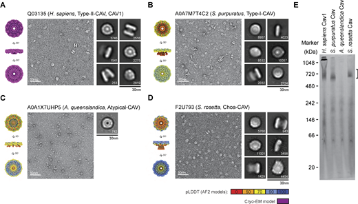Negative stain EM shows diverse caveolins assemble into disk-shaped complexes. (A)H. sapiens Cav1, (B)S. purpuratus caveolin, (C)A. queenslandica caveolin, and (D)S. rosetta caveolin. In each panel, surface-filling models for the cryo-EM structure or AF2.2 11-mer structures are shown on the left, representative images of negatively stained caveolin complexes are shown in the middle, and representative 2D averages of caveolins are shown on the right. The number of particles found in each class average is shown in the bottom right. Scale bar, 30 nm. (E) Western blot of Blue native gel with bracket marking the position of 8S-like complexes. Molecular weight markers are indicated. Source data are available for this figure: SourceData F6.