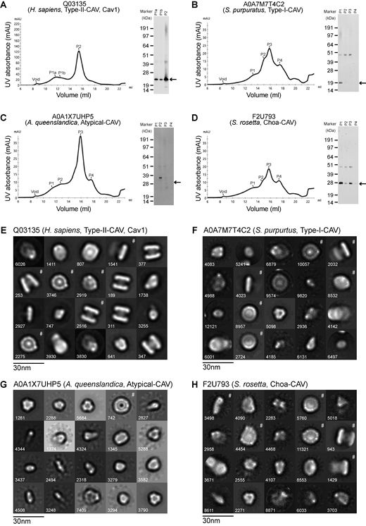 FPLC traces, western blots of caveolin purifications, and negative stain EM averages of caveolin complexes. (A–D) Indicated caveolin proteins were purified from E. coli membranes and applied to a Superose 6 10/300 Gl column. Elution profiles and western blotting results are shown for (A) human Cav1 (Type II-CAV, Q03135), (B) S. purpuratus caveolin (Type I-CAV, A0A7M7T4C2), (C) A. queenslandica caveolin (Atypical-CAV, A0A1X7UHP5), and (D) S. rosetta caveolin (Choa-CAV, F2U793). The position of the void and shoulders corresponding to various peaks (P1–P4) is indicated on each FPLC trace. Arrows on the western blots point to the expected position for monomers for each of the caveolins based on their predicted molecular weight. (E–H) Negative stain 2D class averages of human Cav1 (E), S. purpuratus caveolin (F), A. queenslandica caveolin (G), and S. rosetta caveolin (H). Classes denoted with # are shown in Fig. 6. The number of particles found in each class average is shown in the bottom left. Scale bar, 30 nm. The classes of smaller particles represent a membrane chaperone complex that is a structured protein contaminant in the purifications. For the case of A. queenslandica caveolin, the majority of 2D classes consist of these contaminant proteins. Consequently, only one class is marked as the caveolin complex. FPLC, fast protein liquid chromatography. Source data are available for this figure: SourceData FS4.
